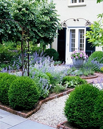 10 Green Velvet Hybrid Boxwood Plants - Low Maintenance Evergreen Shrubs in Quart Pots (No CA) - Perfect for Landscaping, Hedges & Container Gardens