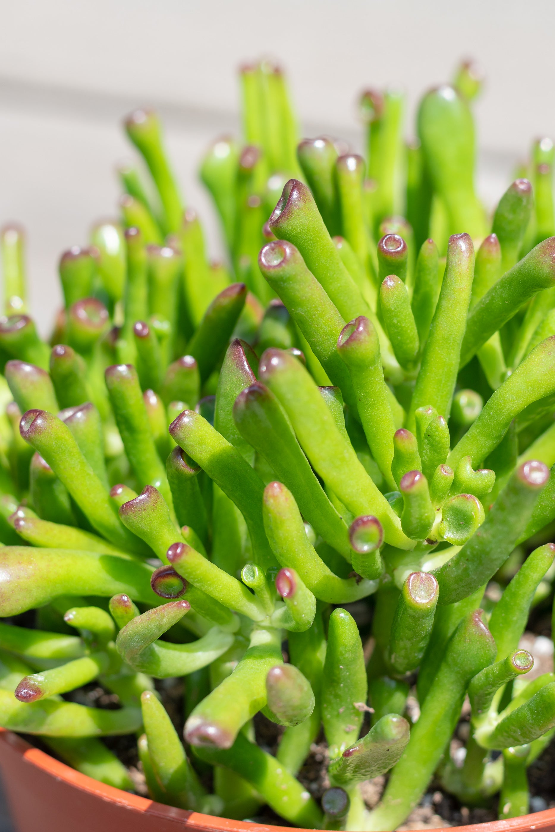 Crassula Ovata 'Hobbit' Jade Plant - 6 Inch Succulent for Home Decor, Office Desk & Gift Giving | Easy Care Indoor Houseplant for Beginners