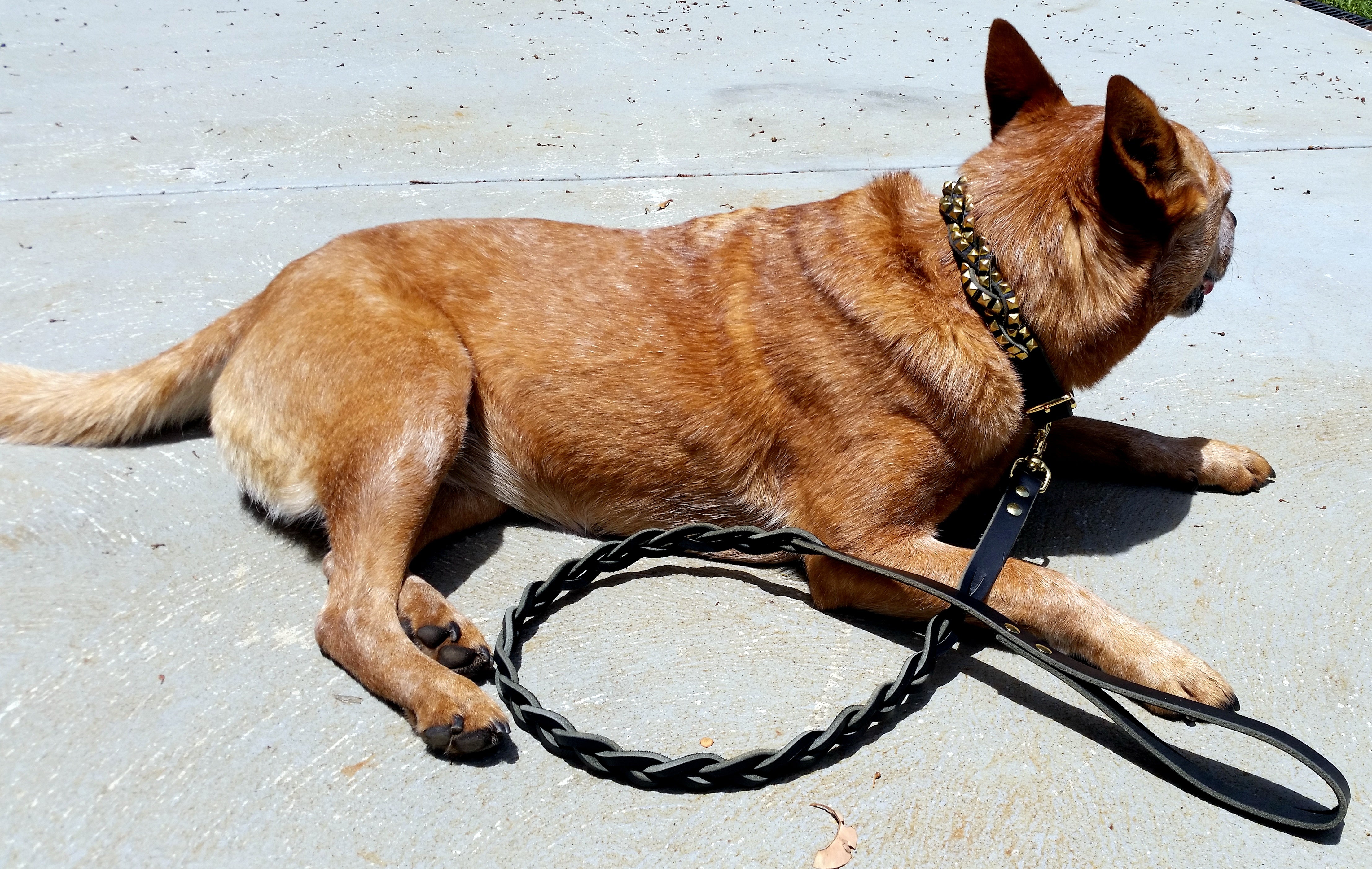 Premium Matching Braided Dog Leash - Durable & Stylish for Small to Medium Dogs - Perfect for Walking, Training & Outdoor Adventures