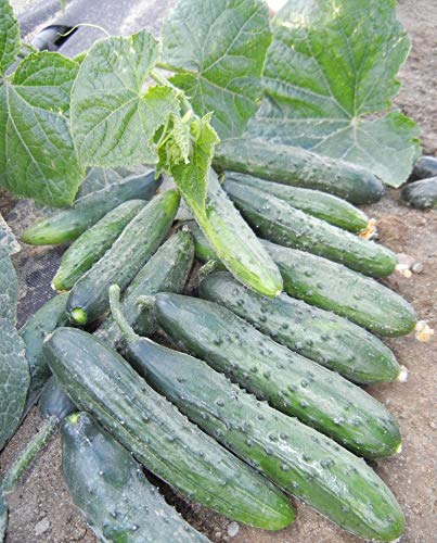 Organic Non-GMO Zozulya F1 Self-Pollinating Cucumber Seeds for Indoor Gardening - Grow Fresh Long Vegetables Year-Round in Containers & Greenhouses