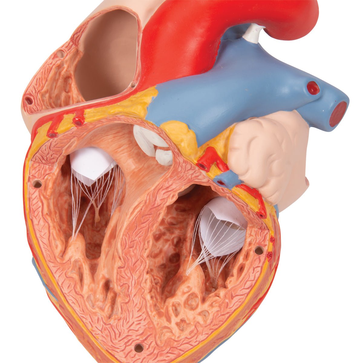 Heart with Esophagus and Trachea Model - 2X Life Size 5-Part Anatomy Demonstration Kit for Medical Students & Doctors | Perfect for Classroom Study, Surgical Training & Patient Education
