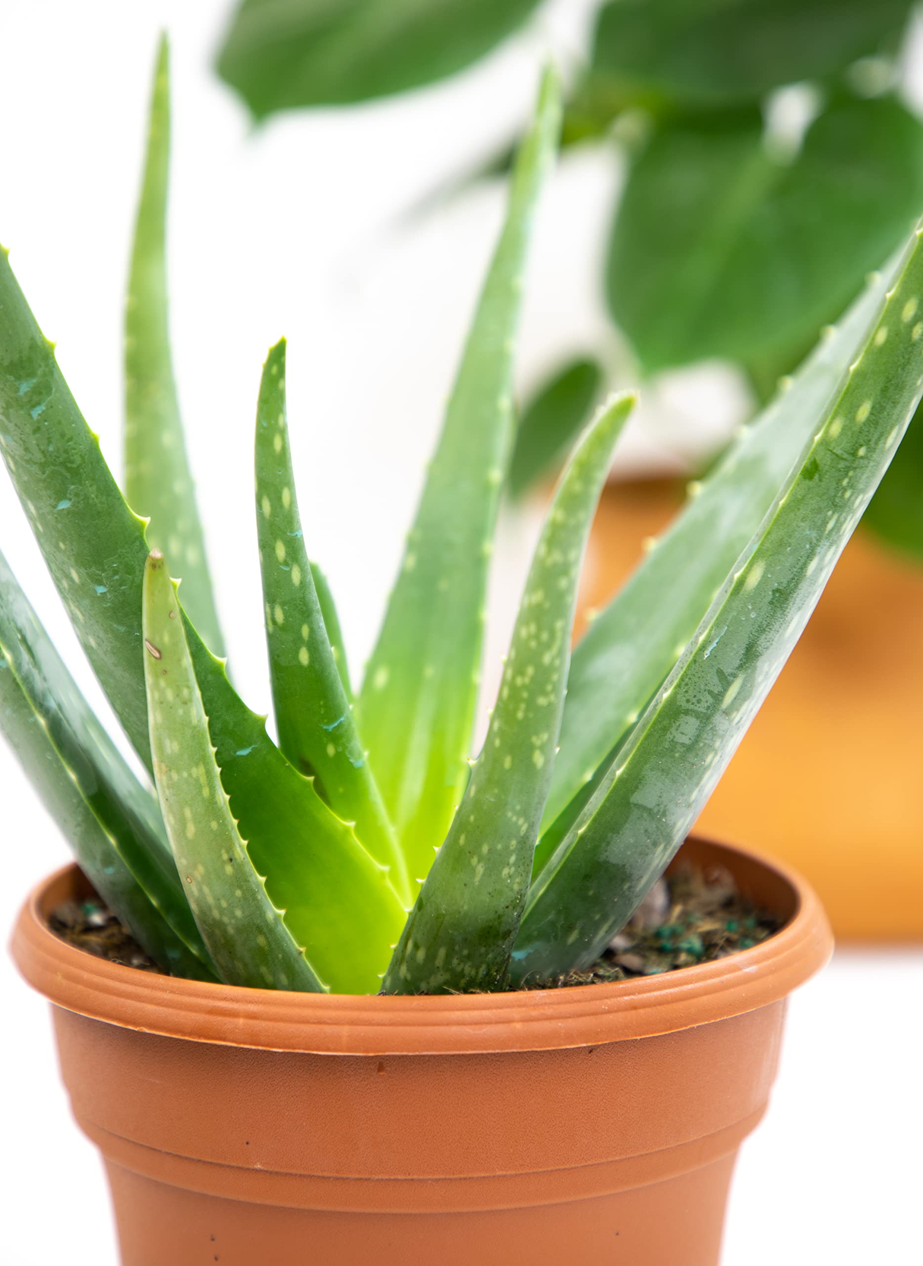 Live Aloe Vera Plant (6 inch) - Indoor Succulent Houseplant for Home, Office & Gifts | Air Purifying, Low Maintenance, Pet-Friendly by Plants for Pets