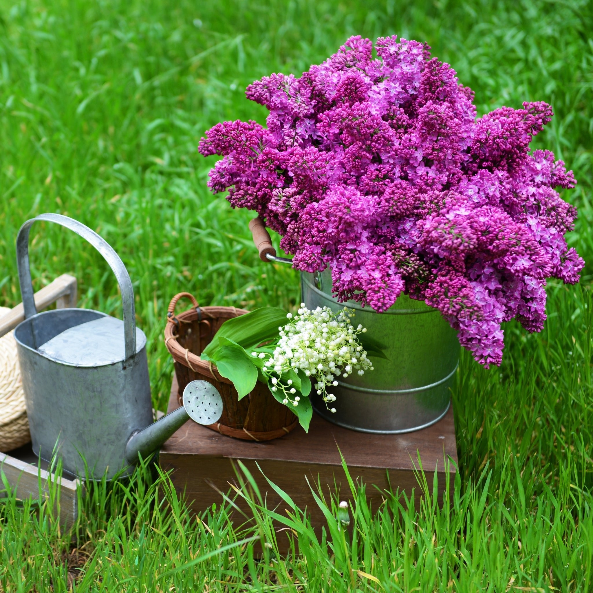 Lilac & Lily Fragrance Oil - Premium Aromatherapy Essential Oil for Diffusers, Candles, Soaps & Home Scenting