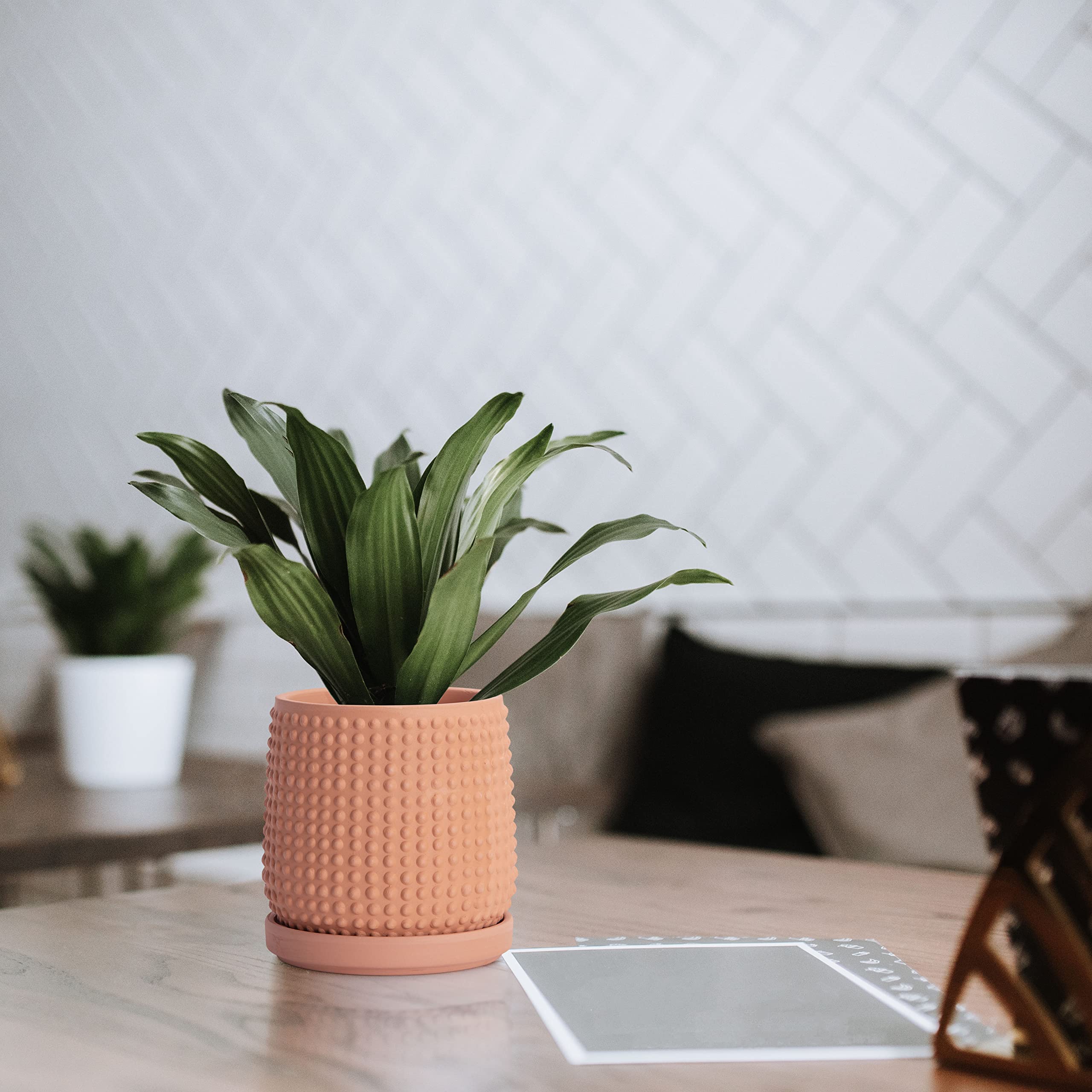 D'vine Dev 6 Inch Terracotta Beaded Planter Pot with Drainage Hole & Saucer - Indoor Flower Pot for Succulents, Herbs, and Small Plants - Perfect for Home Decor, Office Desk, and Windowsill Gardening