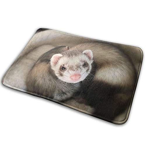 Special Cute Ferret