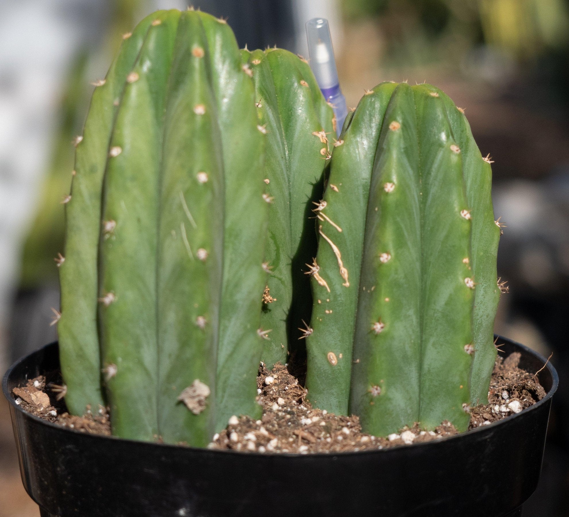EC33 EXACT Trichocereus Pachanoi PC Cactus - 3 Pack of Premium San Pedro Cactus for Home Garden, Landscaping & Spiritual Ceremonies