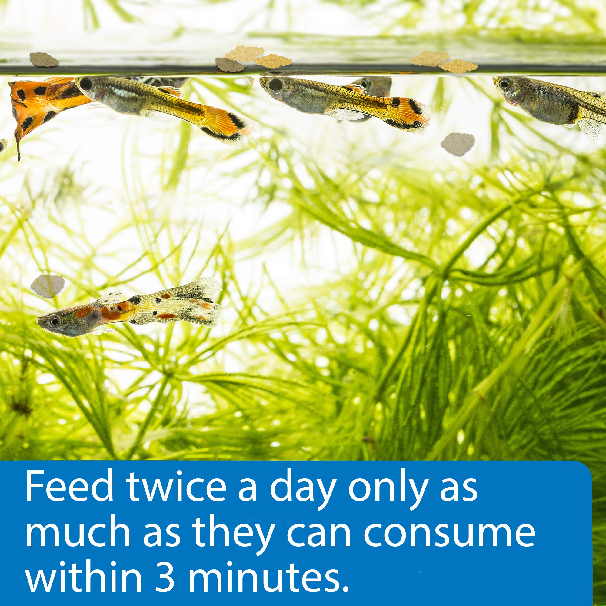 API TROPICAL GREENS FLAKES Fish Food - Premium Tropical Fish Greens Flakes for Freshwater Aquariums (1.1-Ounce Container) - Ideal for Herbivorous Fish like Goldfish, Cichlids & Angelfish