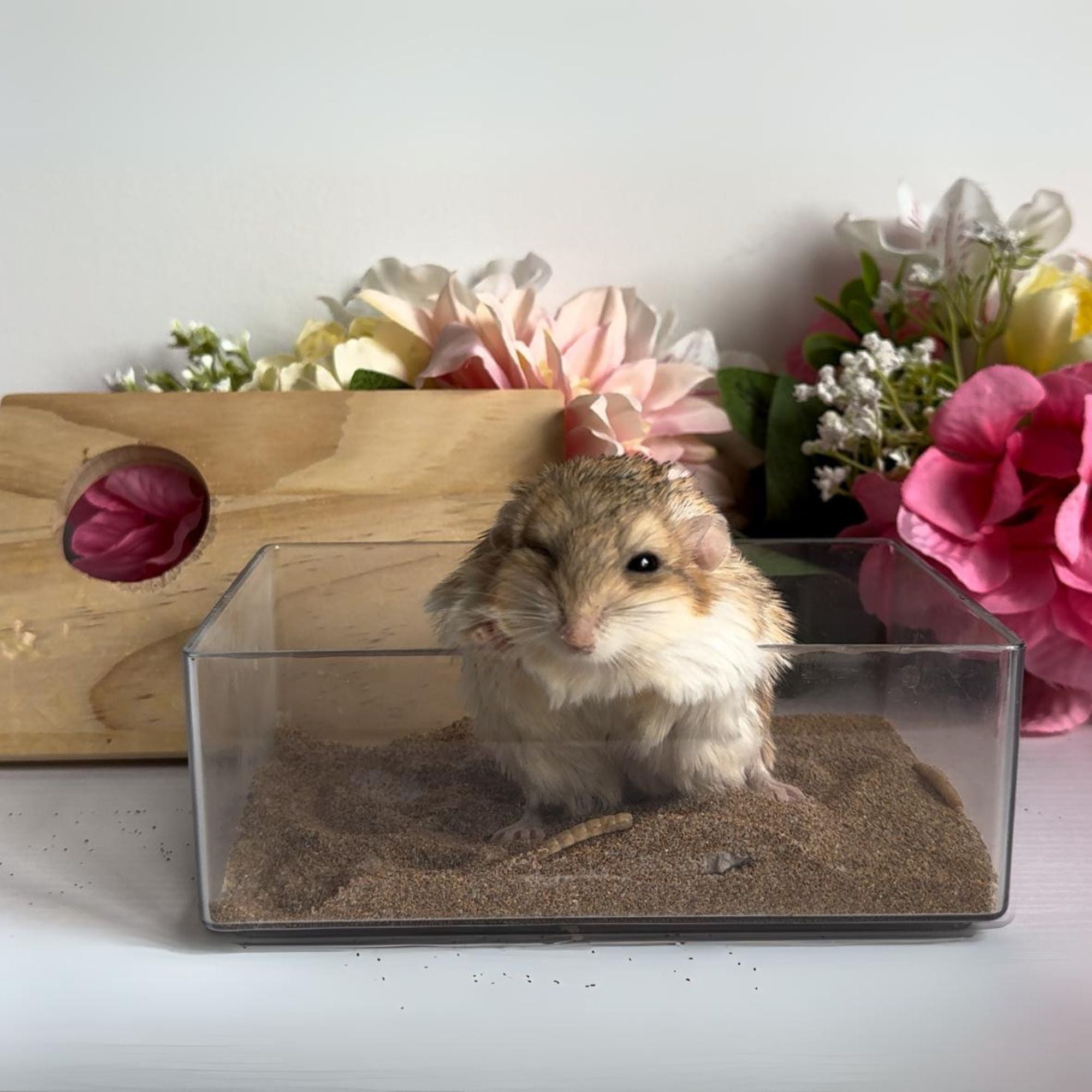 Premium Acrylic Sand Bath for Reptiles & Small Pets - Transparent Habitat for Bearded Dragons, Geckos & Snakes - Ideal for Basking, Digging & Natural Behavior Stimulation