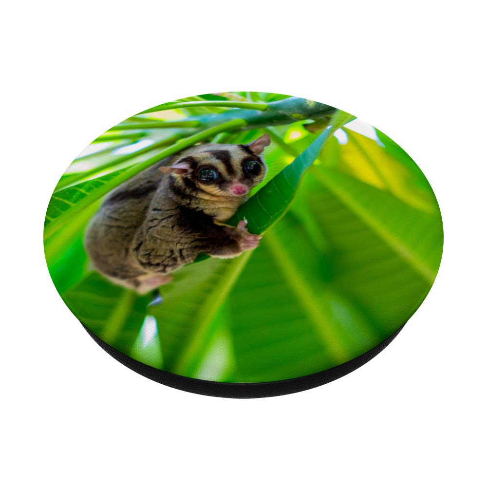 Best Sugar Glider Gifts for Pet Owners - Unique Presents for Sugar Glider Lovers | Perfect for Birthdays, Holidays & Special Occasions