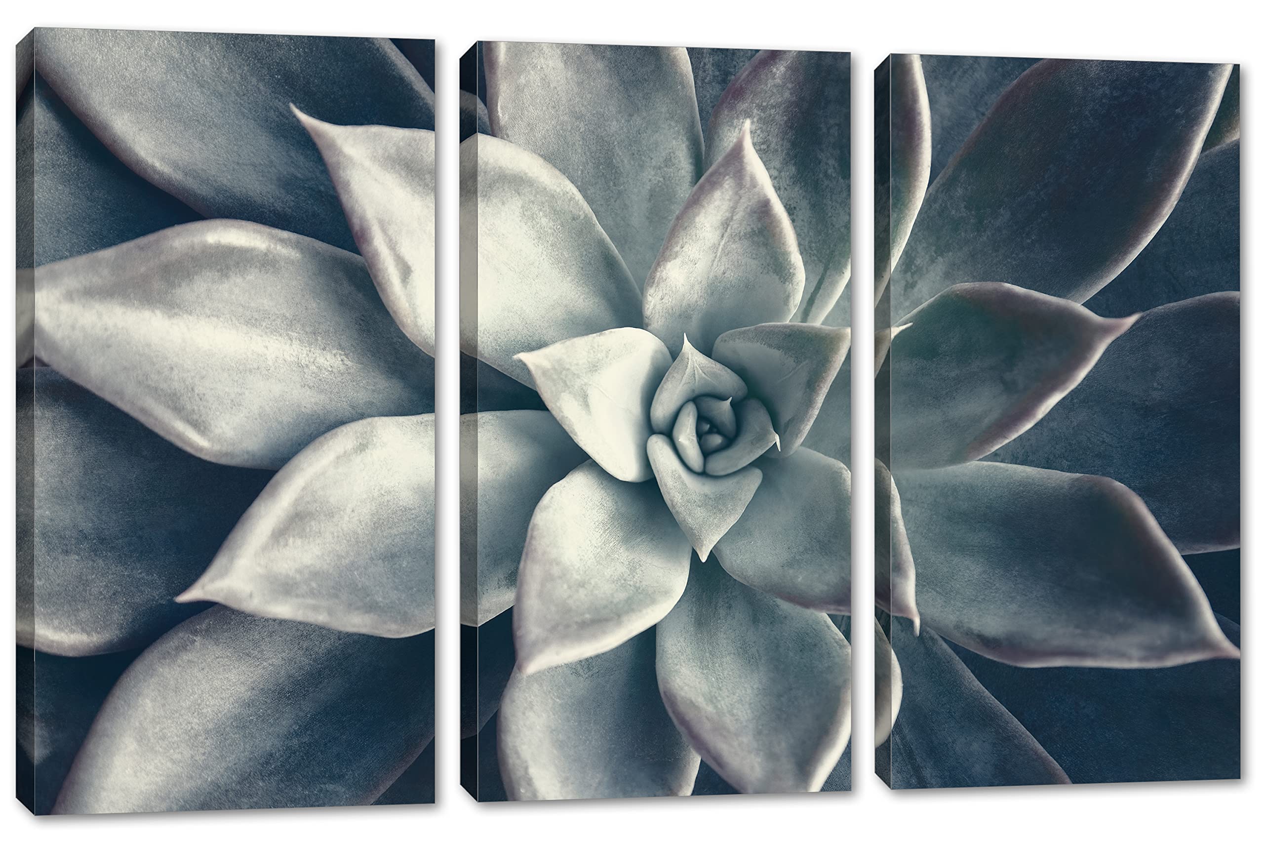 24x16 TOTAL - Echeveria Succulent Canvas Print Wall Art in Dark Teal | 3-Panel Split Botanical Plant Decor | Perfect for Living Room, Bedroom & Office Decor