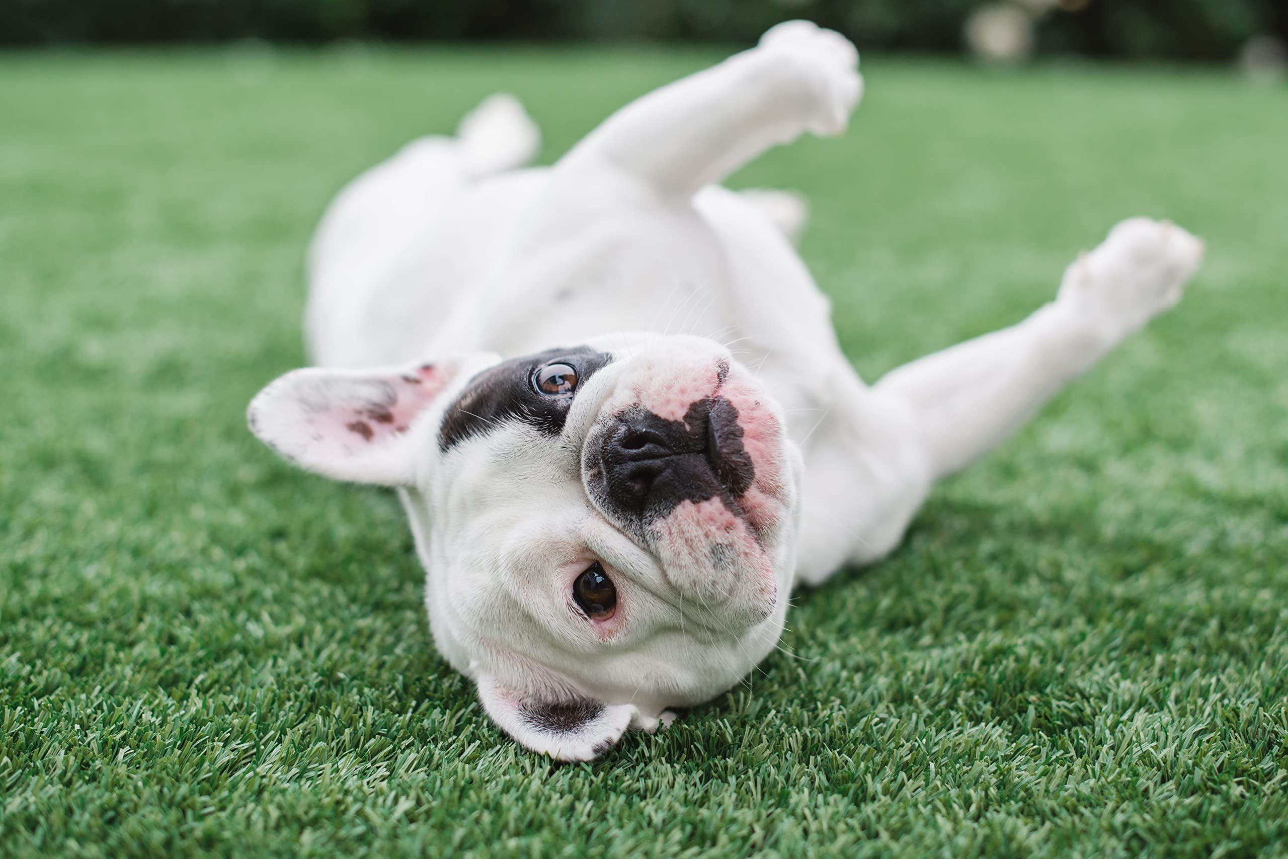 BioS+ Artificial Turf Pet Odor Eliminator - Organic, Non-Toxic Enzyme Concentrate for Dogs & Cats - Safe for Kids, Pets & Plants - 5 Gallon - Perfect for Backyards, Kennels & Pet Play Areas