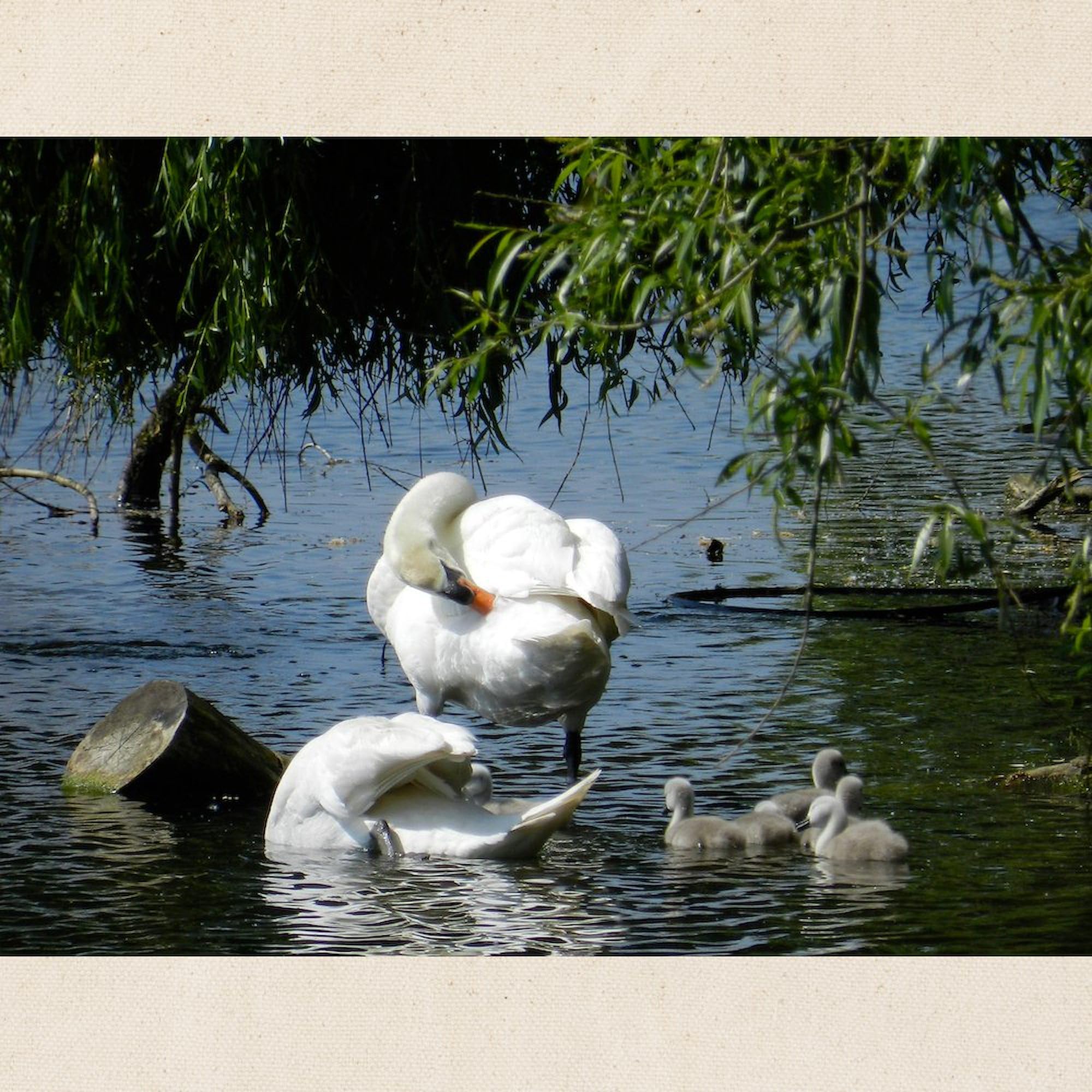 Swan and Cygnets Canvas Tote Bag - Natural Reusable Shopping Bag for Groceries, Beach, Work & Daily Use