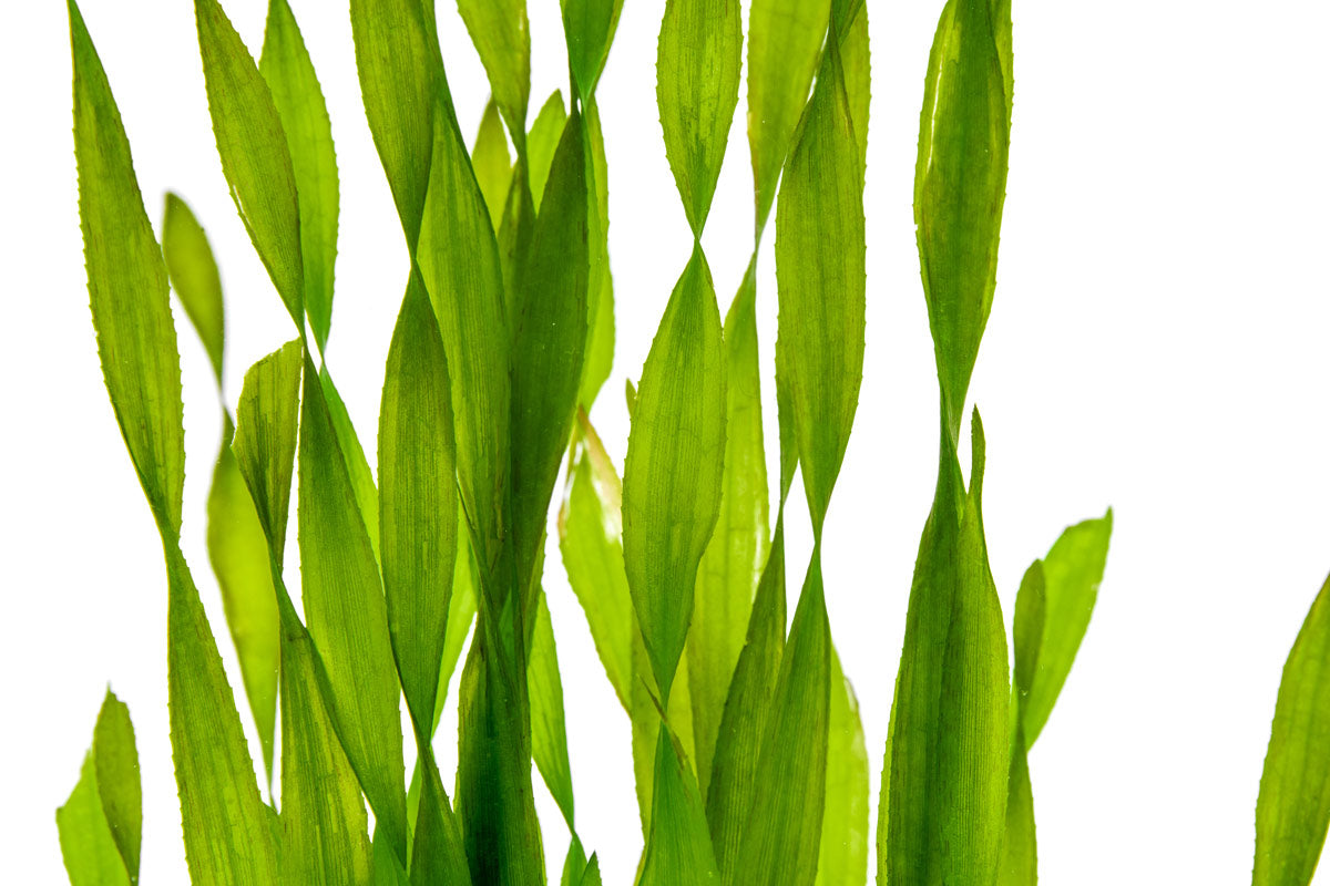 Vallisneria Contortionist Live Aquarium Plant - Easy to Grow Aquatic Grass for Fish Tanks, Ponds & Aquascaping (Ideal for Shrimp & Betta Fish Habitats)