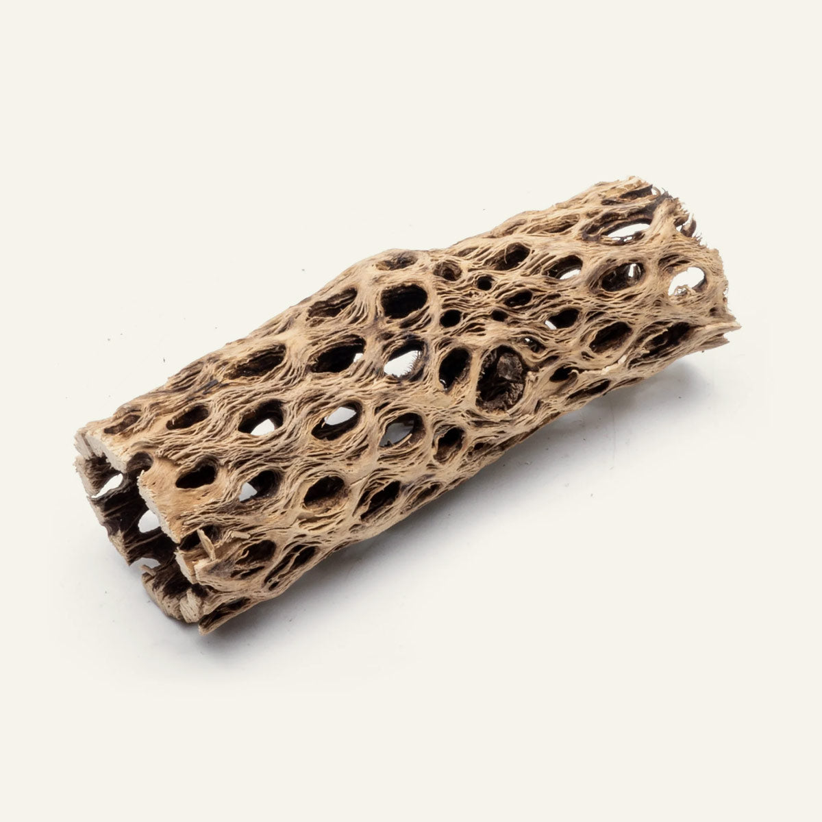 6 Inch Cholla Wood Driftwood for Aquarium & Reptile Habitat - Natural Chain Fruit Cactus Decor for Fish Tanks, Hermit Crabs & Terrariums