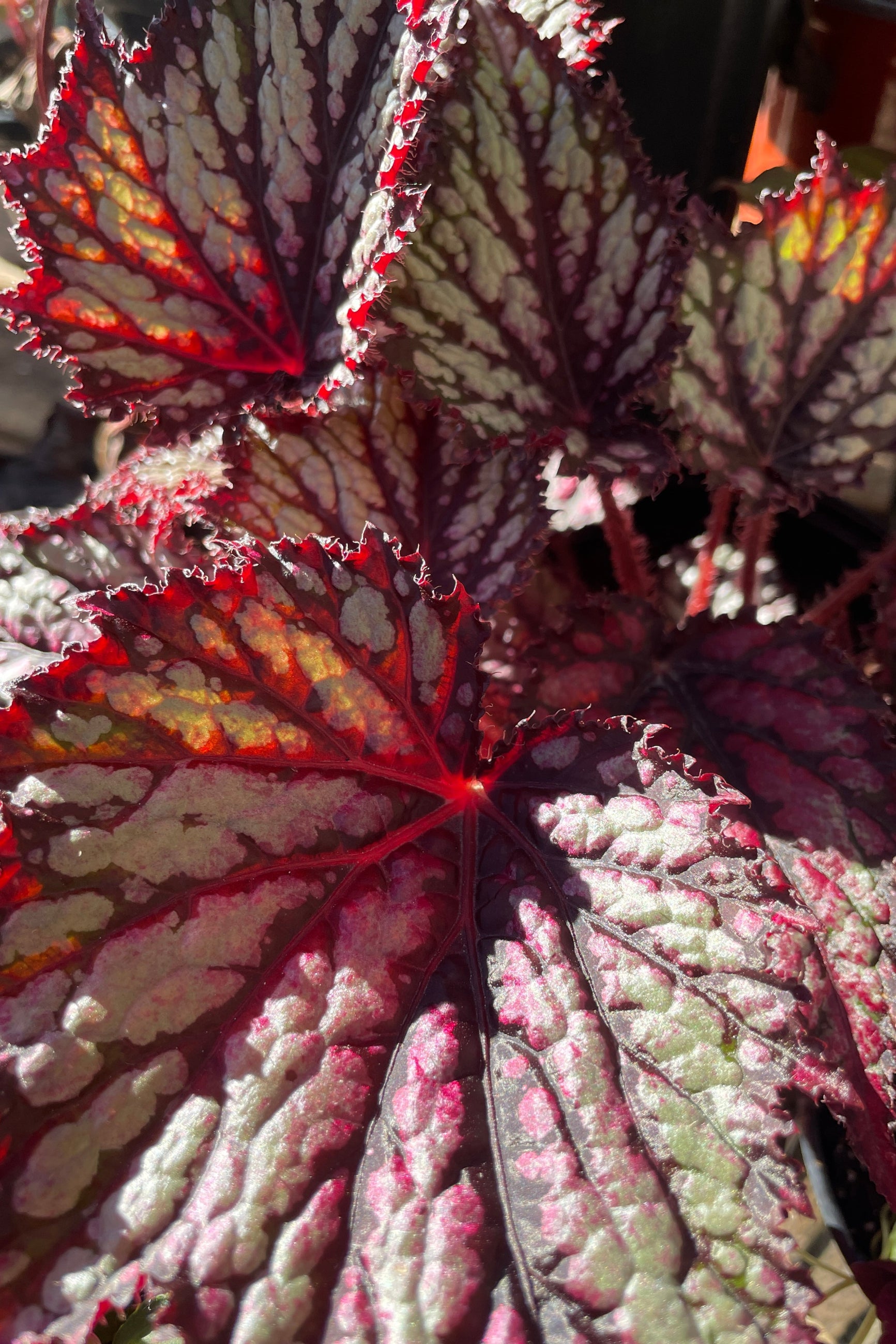 Buy Rex Begonia Cultorum - 6 Pack Live Plants for Indoor & Outdoor Gardening | Perfect for Home Decor, Office Spaces & Gift Ideas