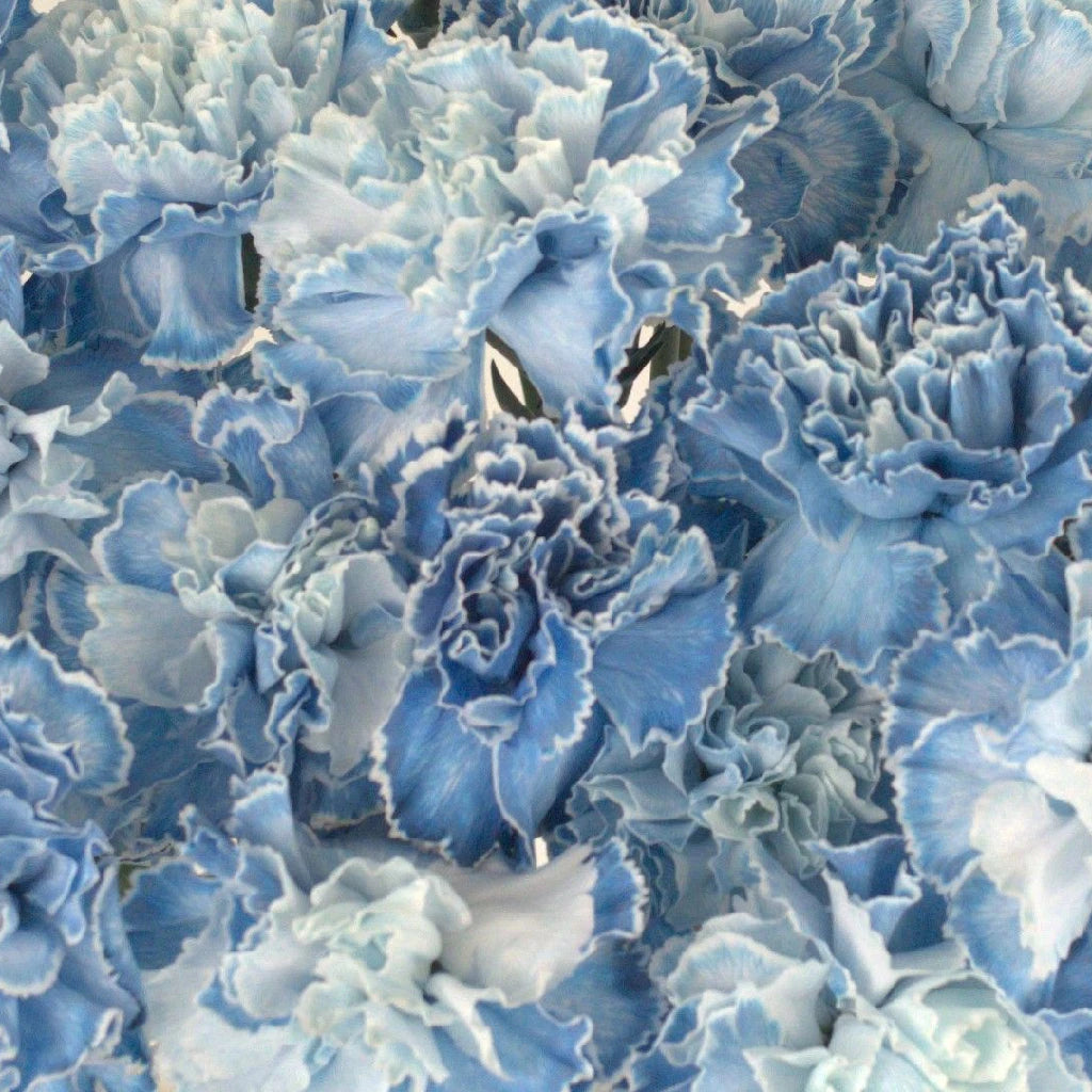 Blue Carnation Flowers for Baby Shower Decorations - Perfect for Nursery Decor, Gender Reveal Parties & Newborn Celebrations
