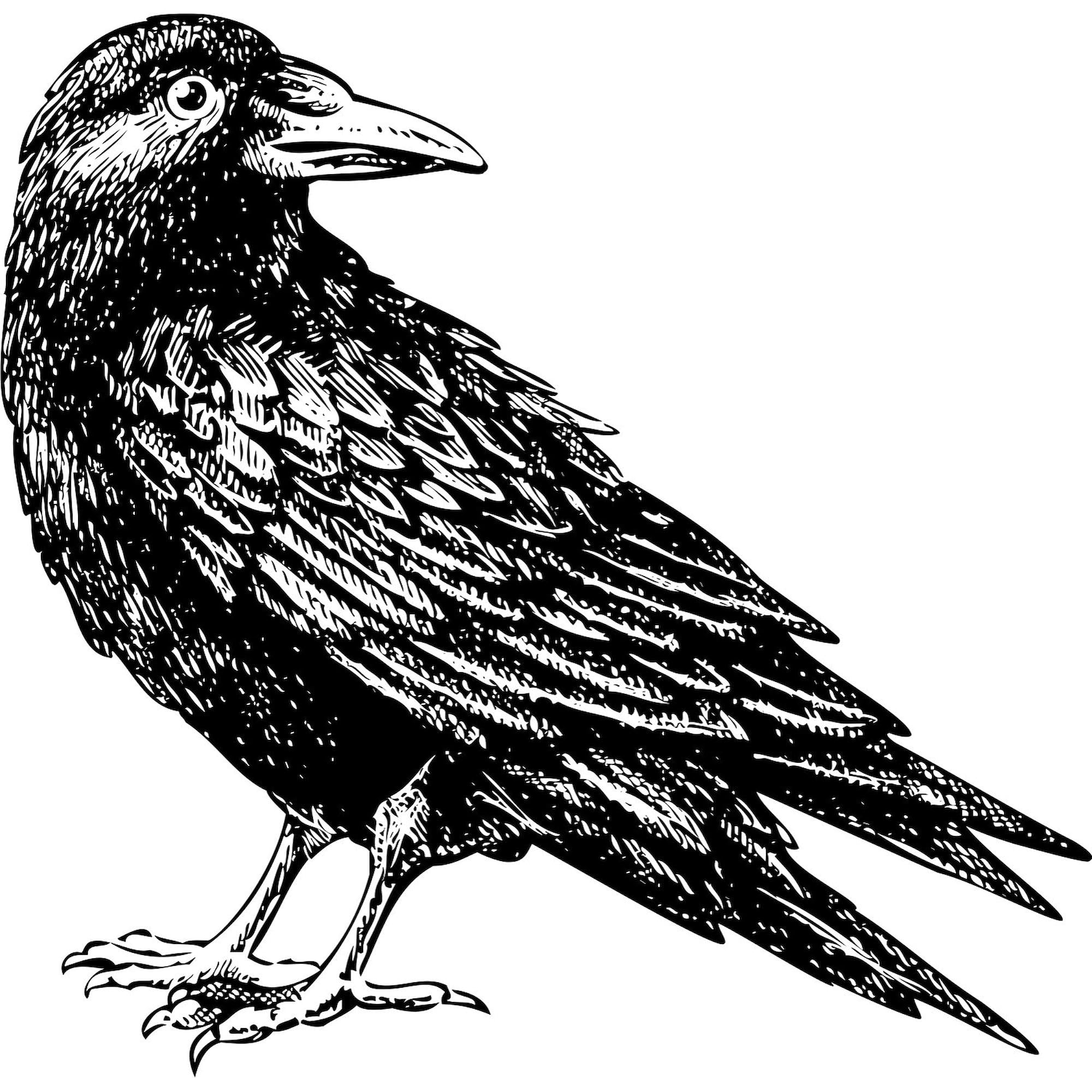 Raven Car Decal Sticker - Durable Bumper Sticker for Cars & Laptops