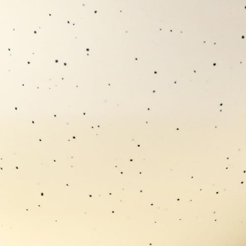 Cream Dotted