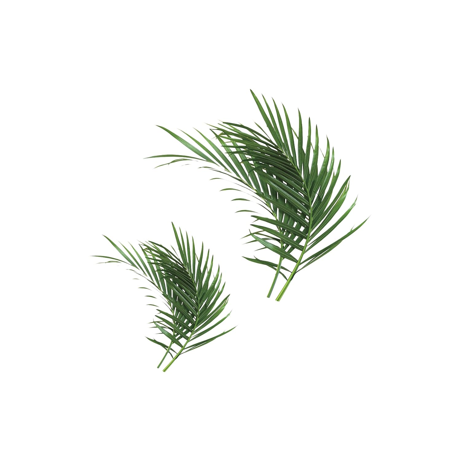 RoomMates RMK3861GM Peel and Stick Palm Leaf Wall Decals - Large Tropical Botanical Wall Stickers for Bedroom, Living Room, Nursery & Office Decor