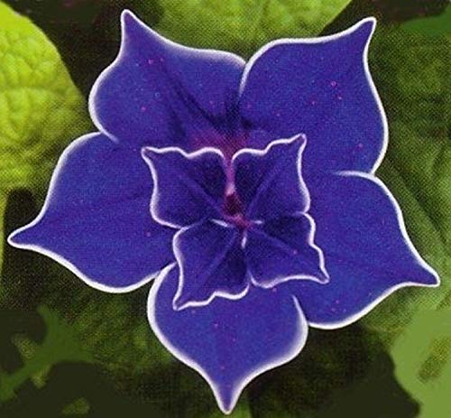Morning Glory Blue Picotee Flower Seeds - Pack of 5 Rare & Easy to Grow Beautiful Blooms for Garden, Trellis & Balcony Decor
