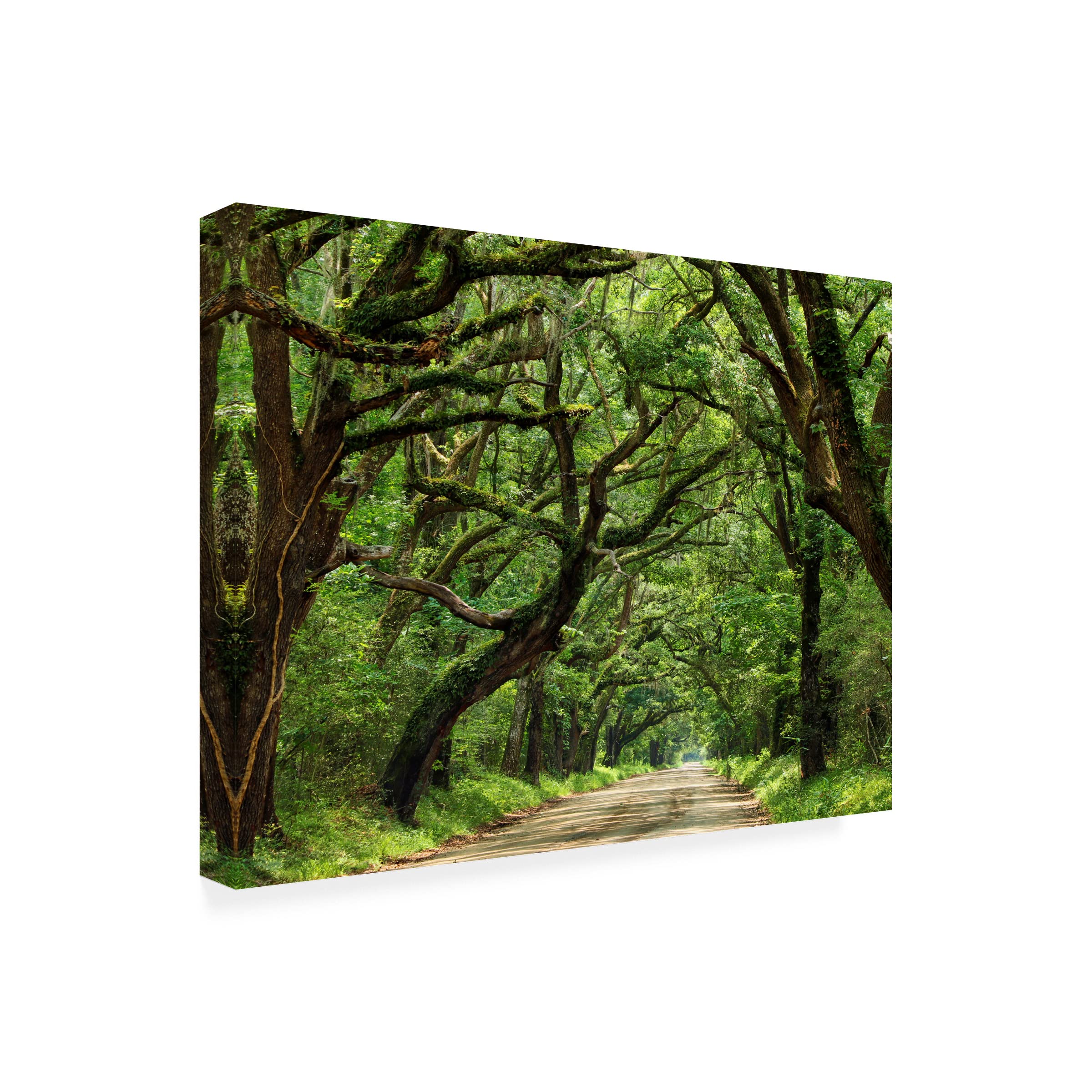 James McLoughlin 'Canopy Road IV' 18x24 Canvas Wall Art Print - Nature Landscape Painting for Living Room, Bedroom & Office Decor
