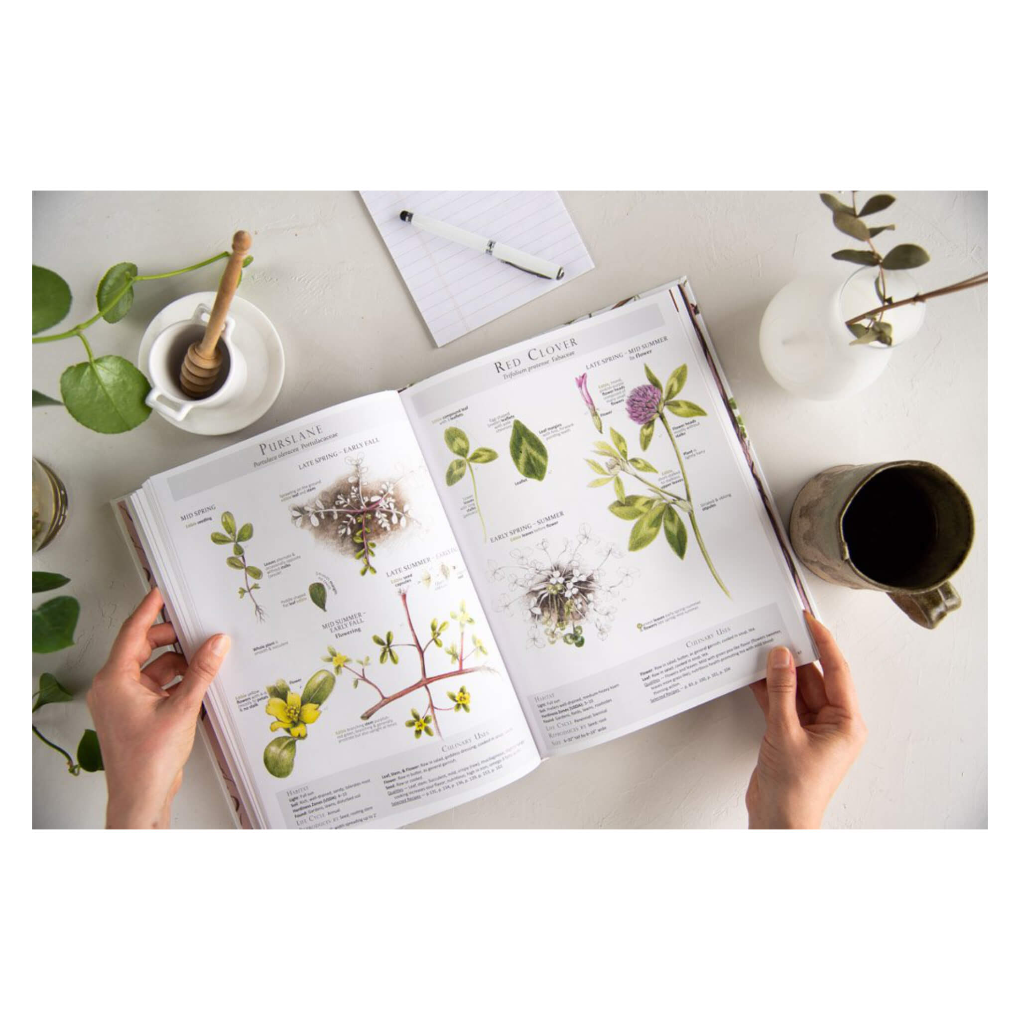 Foraging & Feasting: A Field Guide to Wild Edible Plants with 50+ Recipes - Perfect for Outdoor Adventures, Camping & Sustainable Living