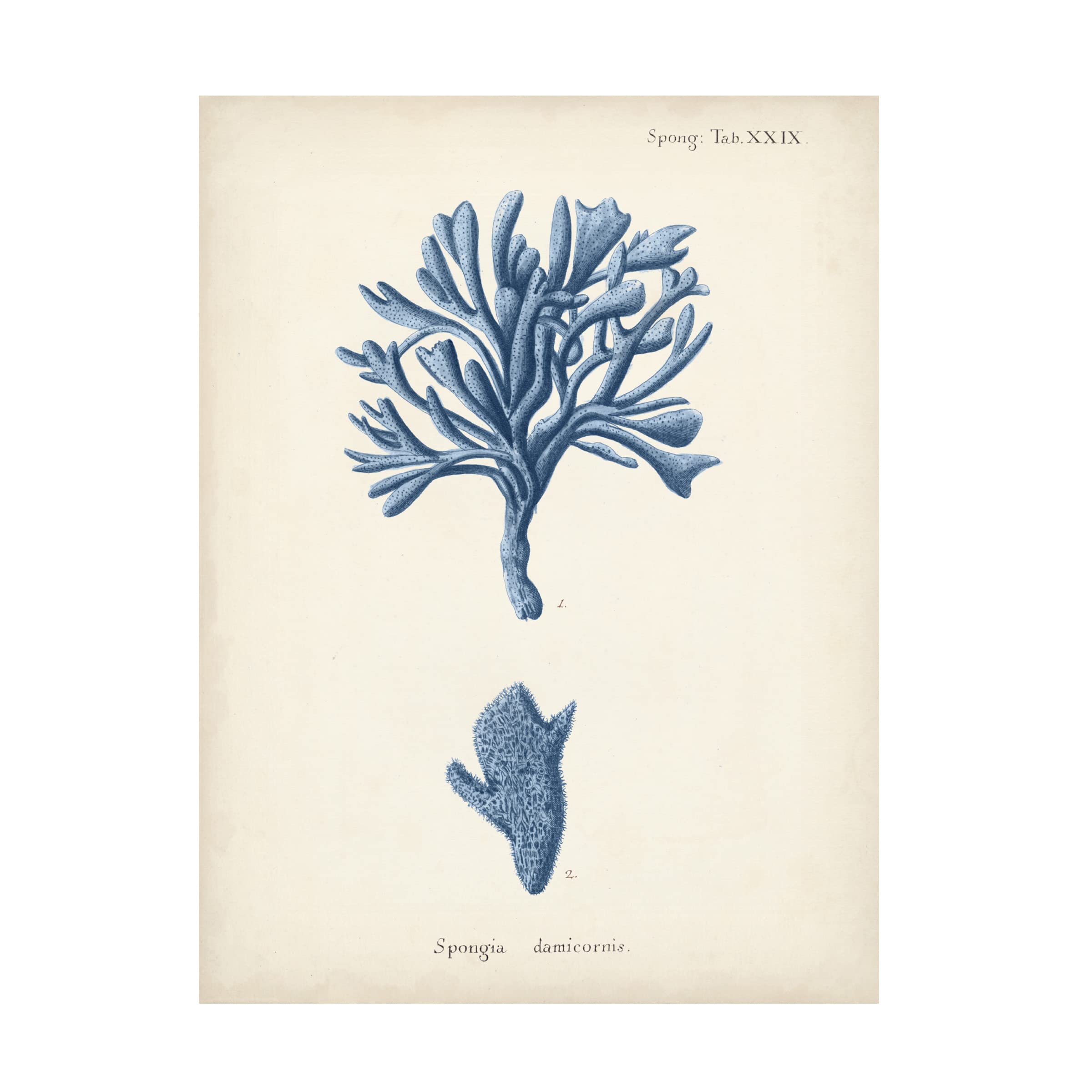 Johann Esper 'Antique Coral in Navy IV' Canvas Wall Art Print - Vintage Ocean Decor for Living Room, Bedroom & Office