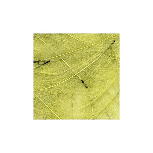 Dirty Yellow