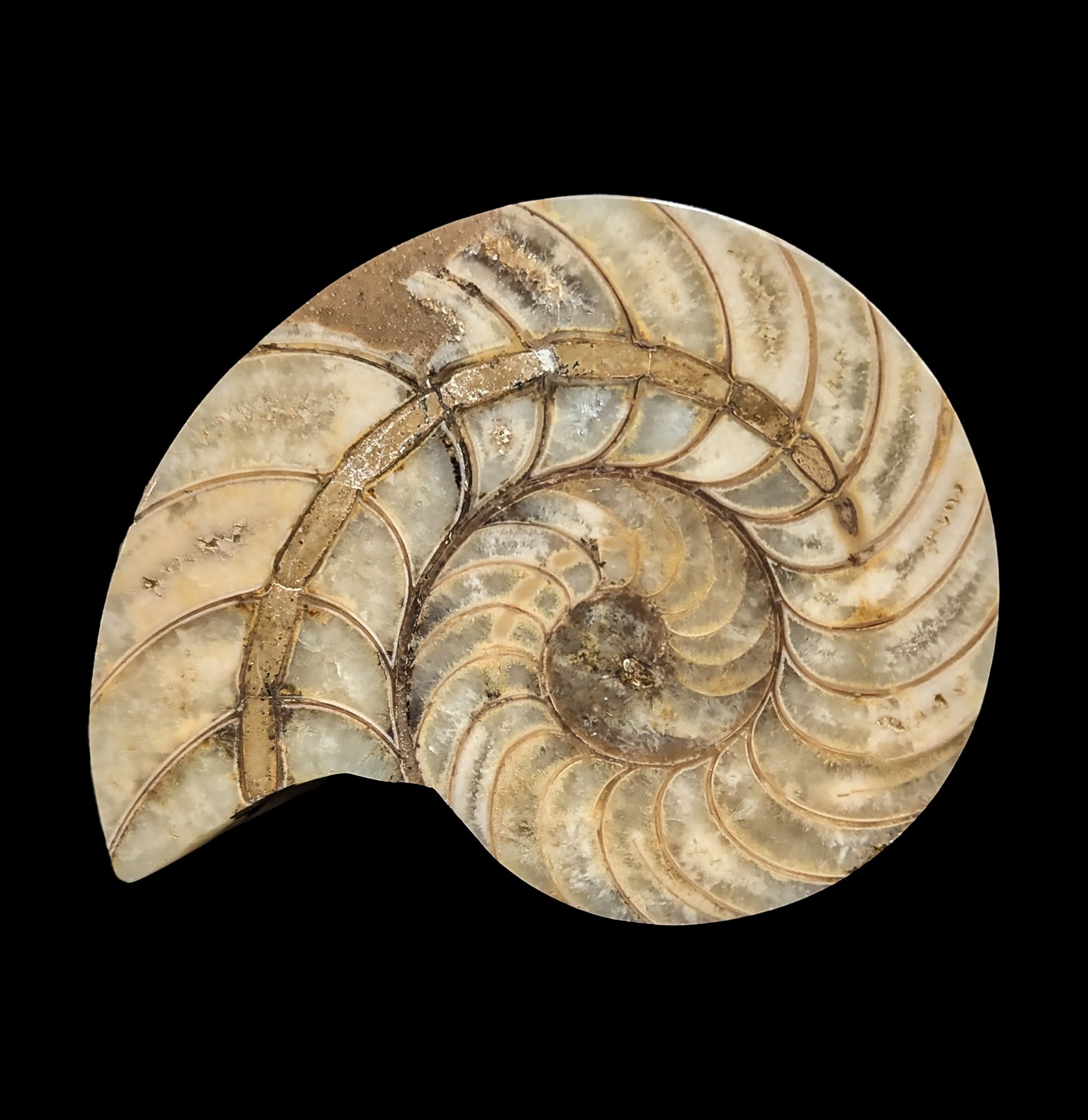 Fossil Nautilus Shell Pair - Genuine Natural Collectible Specimens for Home Decor, Classroom Display & Science Education - Perfect for Geology Enthusiasts and Interior Design
