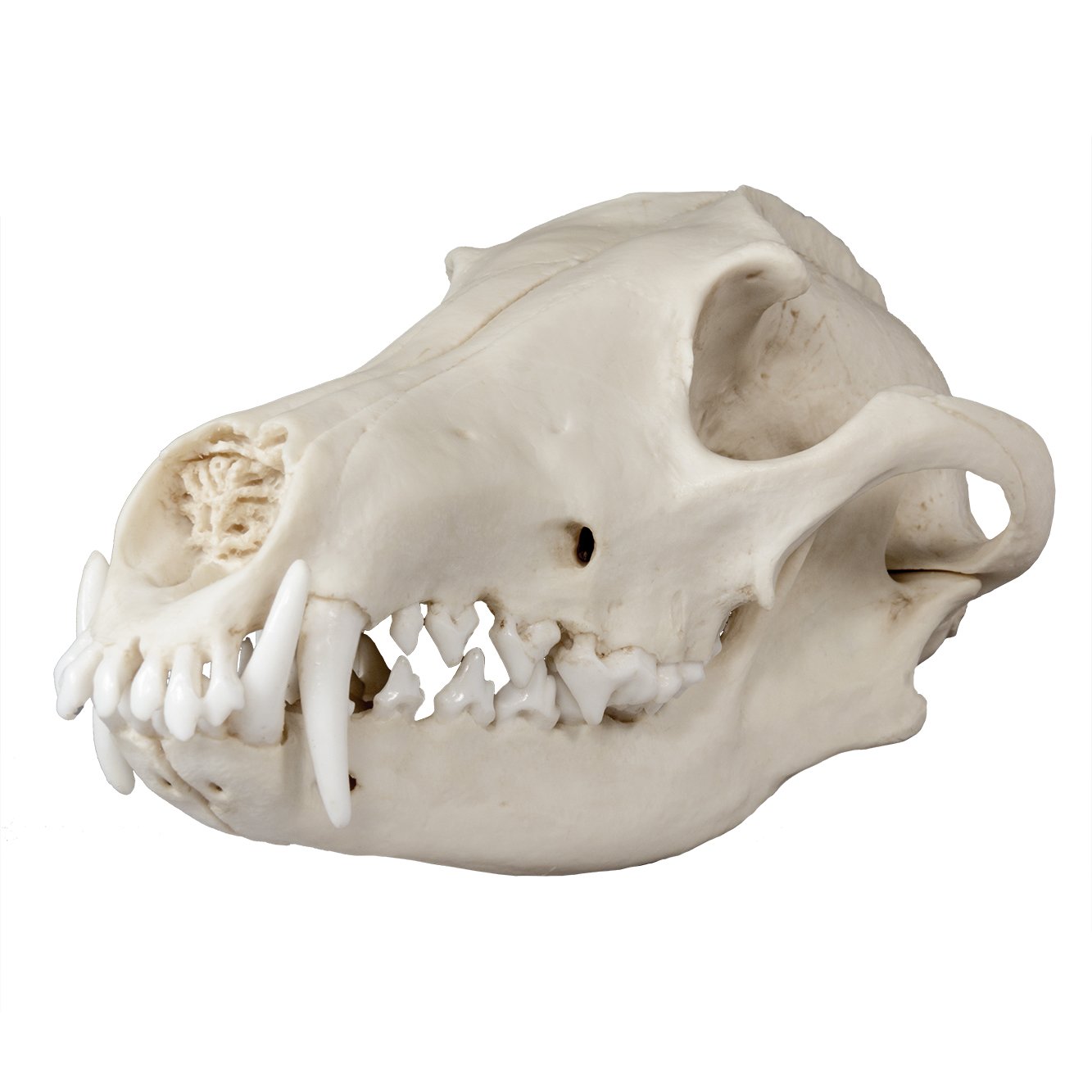 Replica Maned Wolf Skull - Lifelike Animal Skull Model for Home Decor, Halloween Props, and Educational Displays