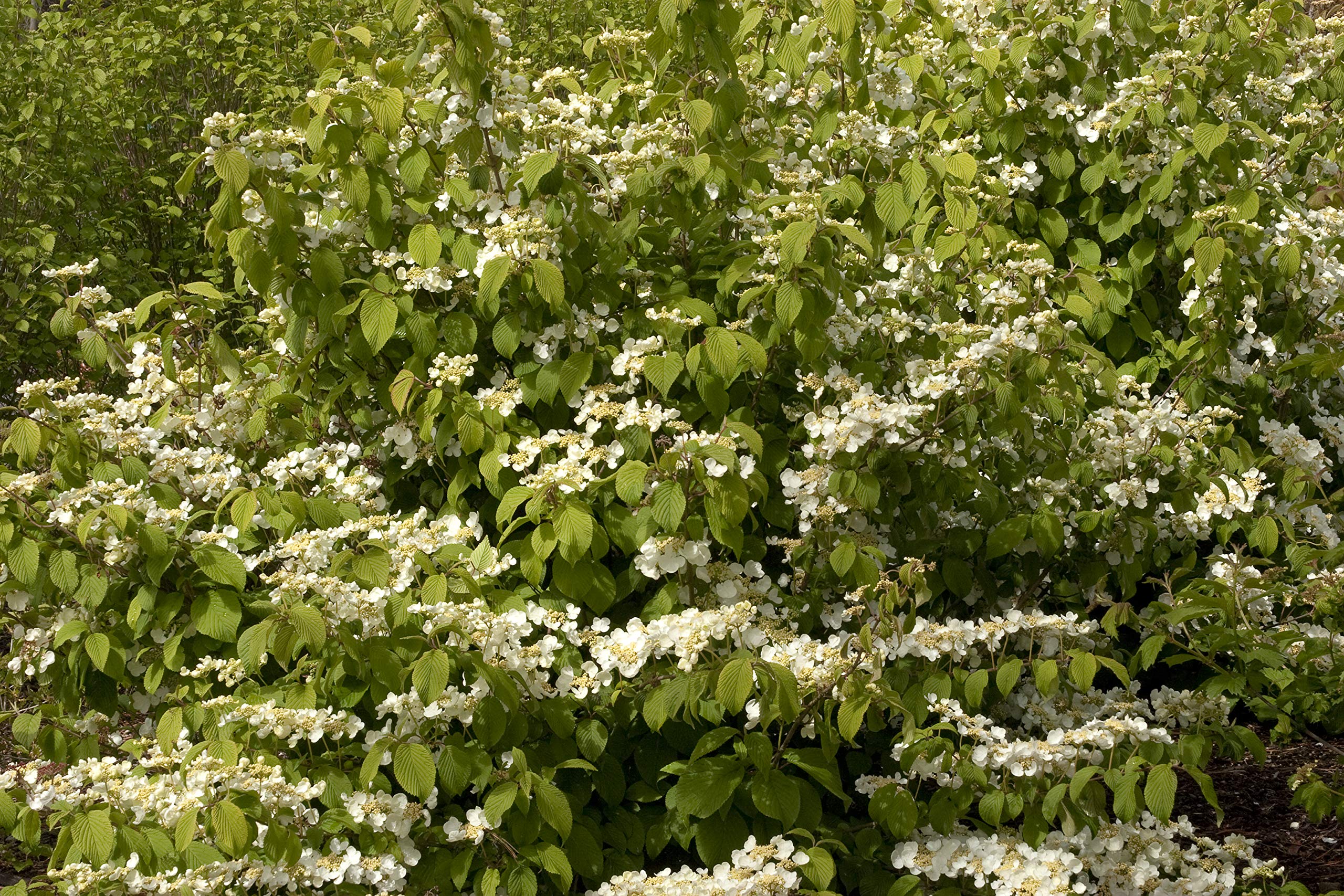 1 Gallon Shasta Viburnum - Large White Flower Clusters & Bright Green Leaves | Perfect for Landscaping, Garden Borders & Spring Planting