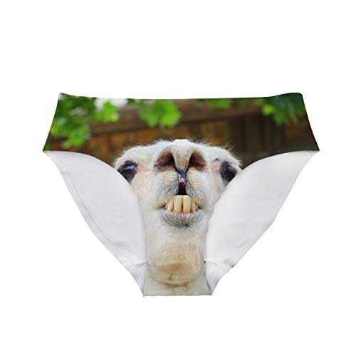 Alpaca 2