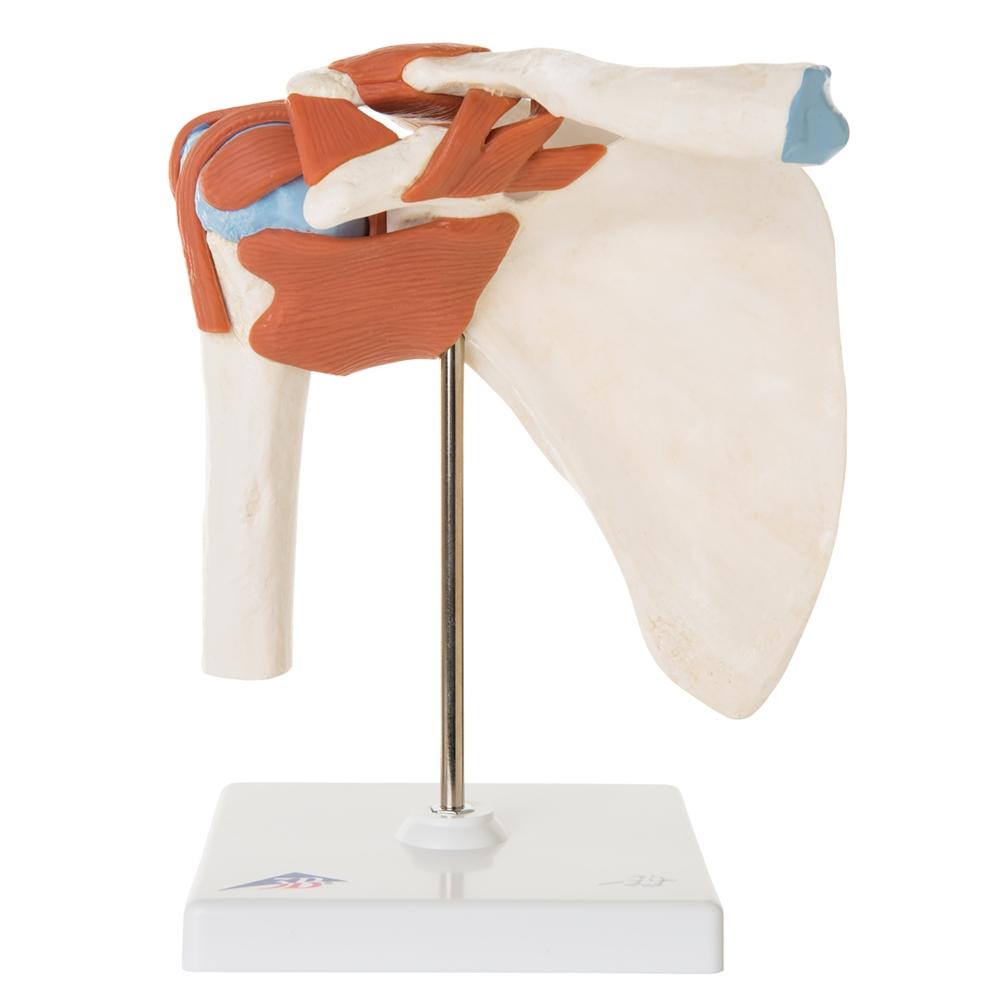 Premium Shoulder Joint Model - Anatomically Accurate Medical & Educational Tool for Students, Doctors & Physical Therapists - Perfect for Classroom, Clinic & Home Study