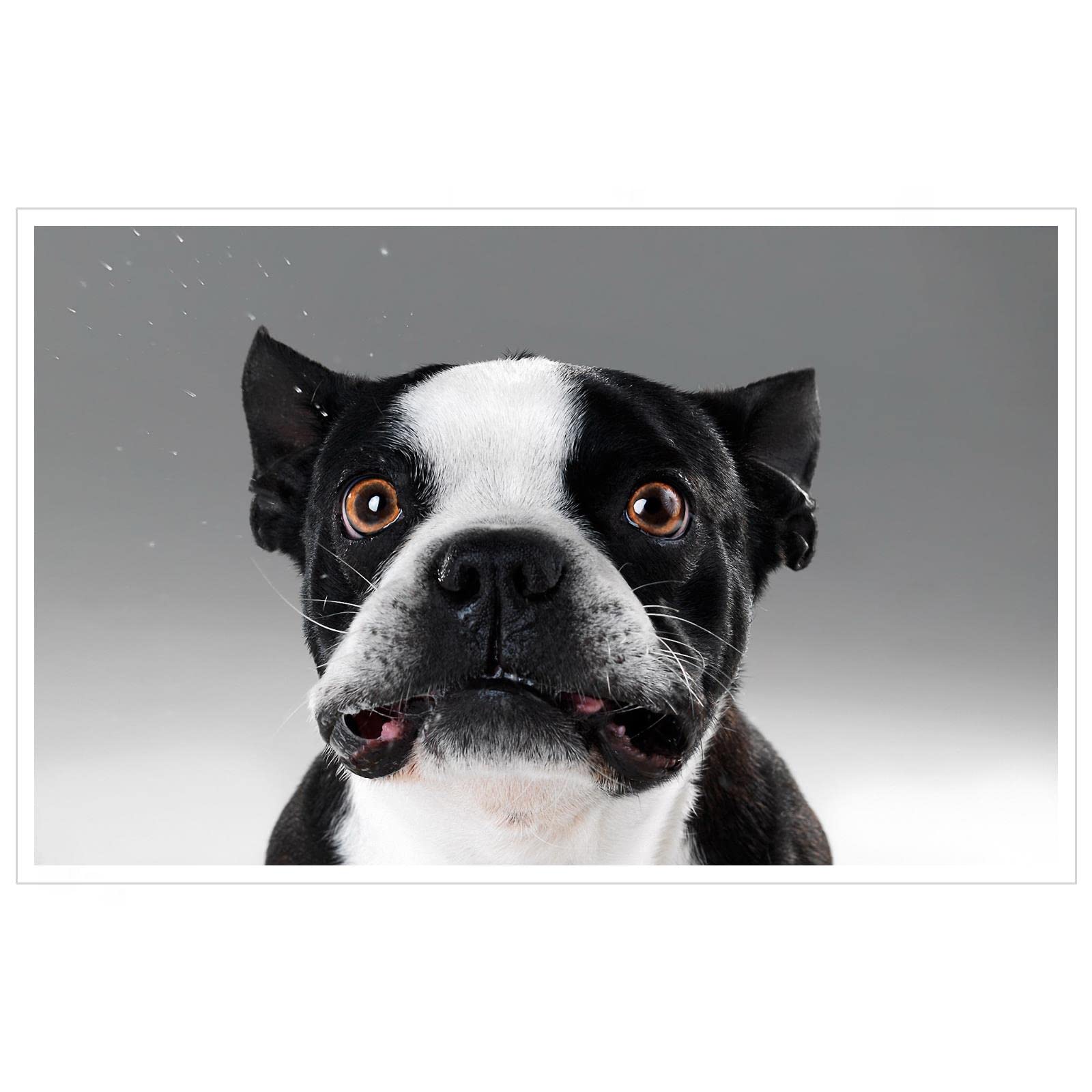 Bulldog Canvas Wall Art - 42x24 Inch Unframed Animal Poster Print for Home & Office Decor | Perfect for Living Room, Bedroom, or Gift