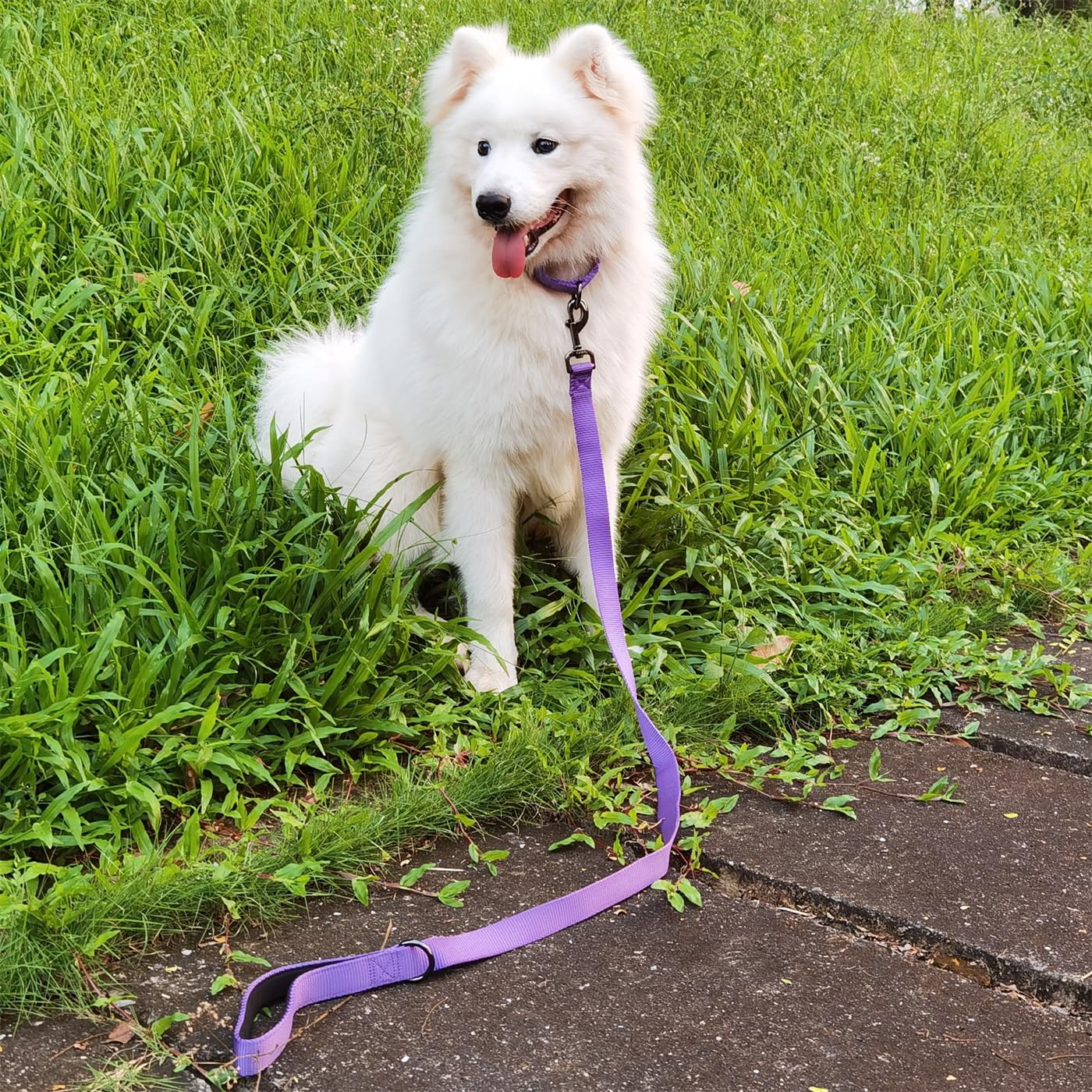 Premium Nylon Adjustable Anti-Escape Martingale Dog Collar - Soft & Durable Training Collar with Heavy Duty D-Ring for Large Active Dogs - Perfect for Walking, Hiking & Outdoor Adventures (Ultra Violet, Large)