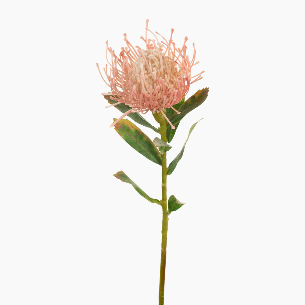Buy Pink Protea Leucospermum Pincushion Flowers - Fresh Cut Exotic Blooms for Wedding Bouquets & Home Decor