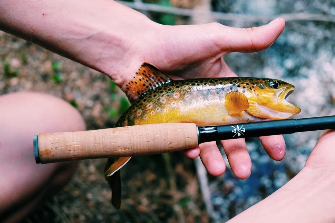 CO. Tiny Ten 5-Foot Mini Ultralight Carbon Fiber Tenkara Fly Fishing Rod - Perfect for Backpacking, Stream Fishing & Travel Adventures