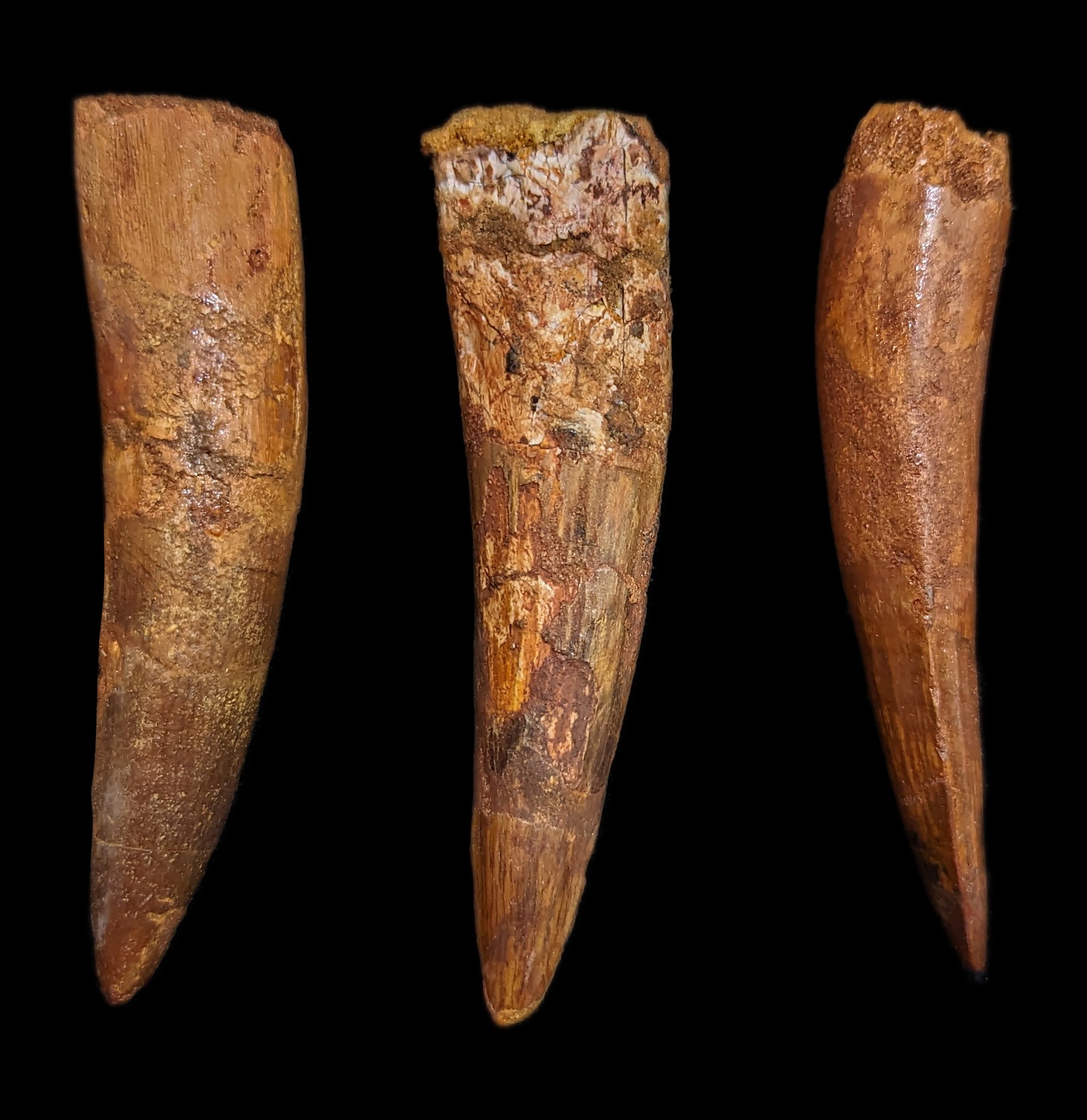 Authentic Spinosaurus Dinosaur Tooth Fossil - Real Prehistoric Dinosaur Tooth for Collectors, Paleontology Enthusiasts & Home Decor | Perfect for Science Displays, Educational Projects & Unique Gifts