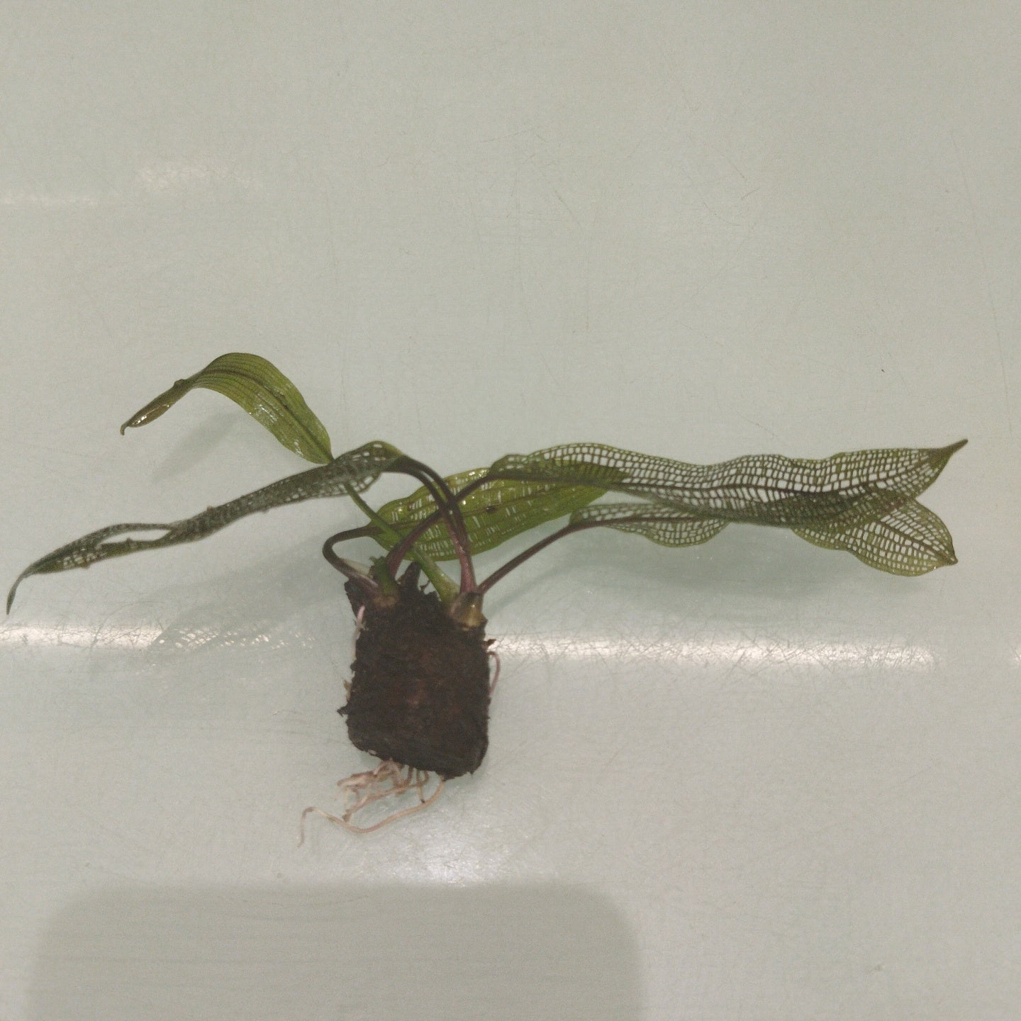 TCulture Aponogendon Madagascariensis Live Aquatic Plant for Aquarium - Freshwater Fish Tank Decor, Easy to Grow Madagascar Lace Plant - Perfect for Home & Office Aquascaping