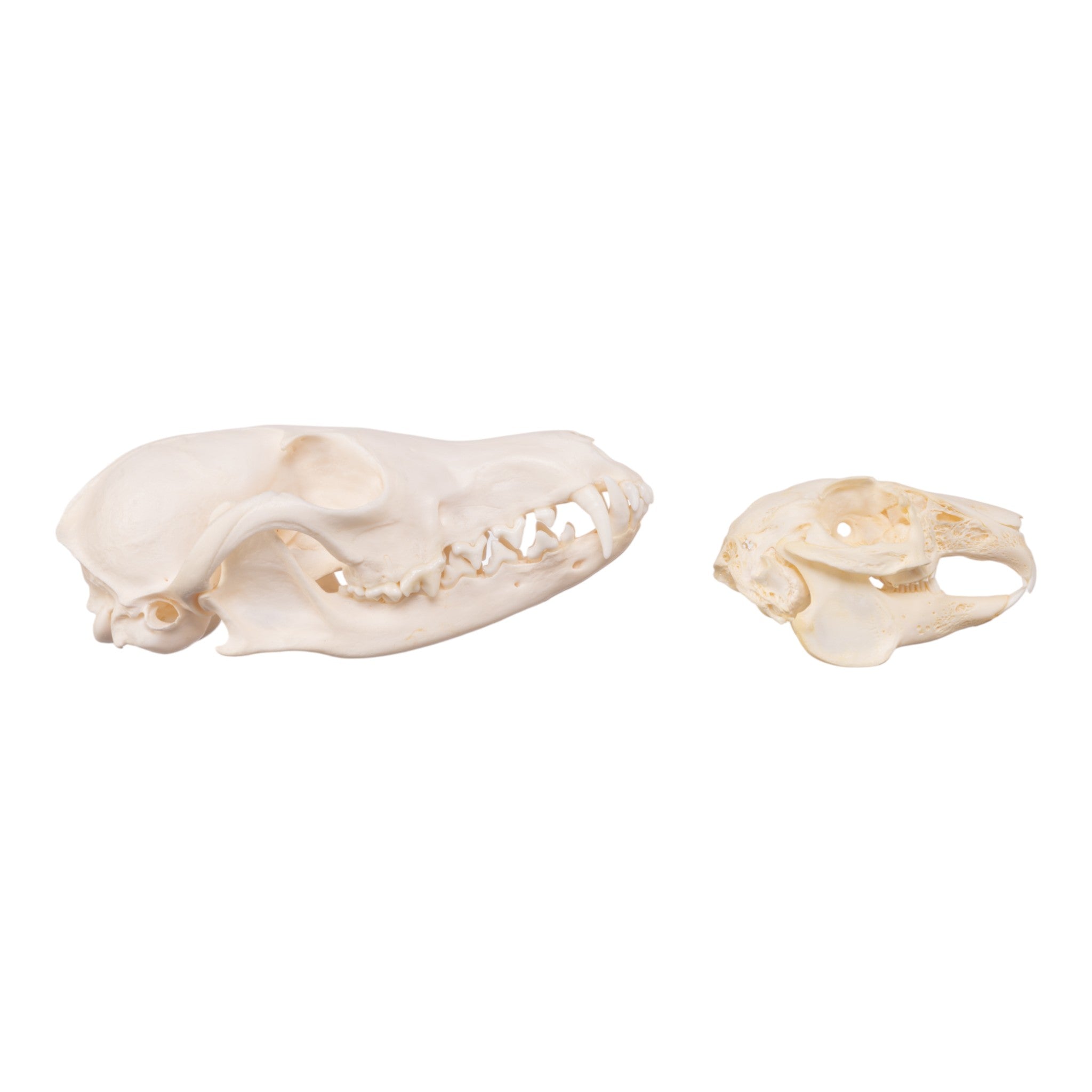 Authentic Predator and Prey Animal Skull Set - Fox, Rabbit & Owl Skulls for Science Education, Home Decor & Gothic Collections