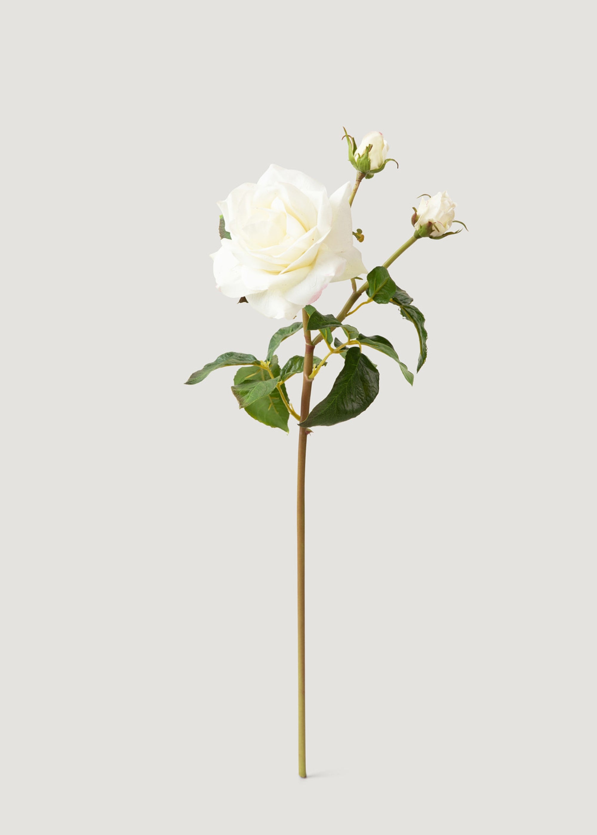 Premium Cream White Real Touch Juliet English Rose - 22 Inch Lifelike Artificial Flower for Home Decor, Wedding Centerpieces & Floral Arrangements