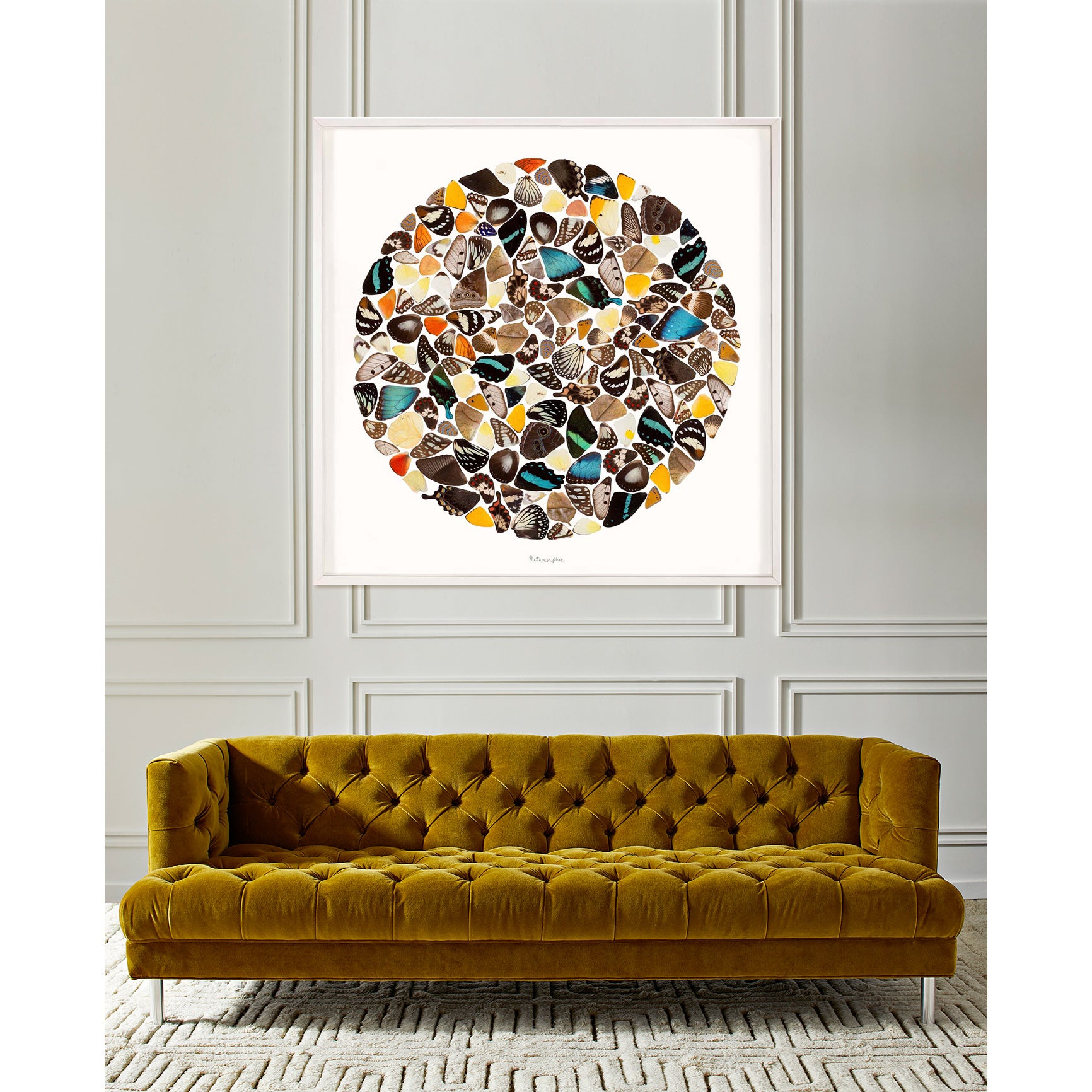 Metamorphic Rock Collection - Natural Stone Specimens for Geology Enthusiasts & Collectors - Perfect for Home Decor, Classroom Education & Science Projects