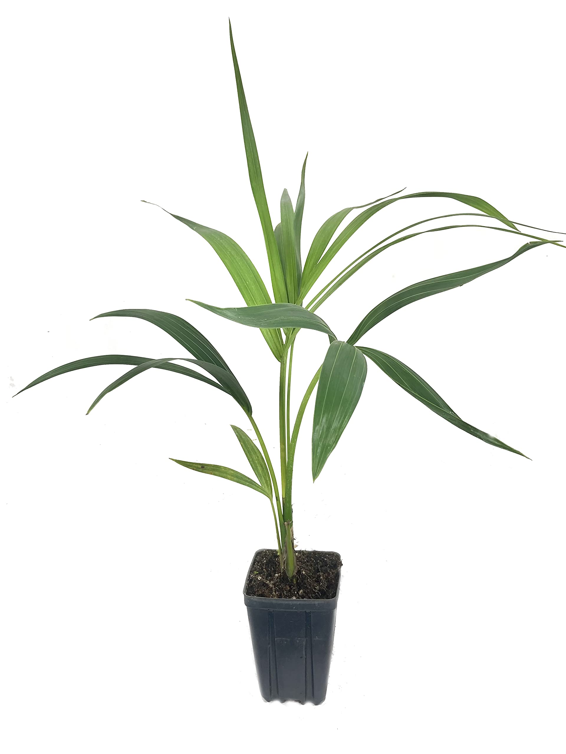 Kentia Palm (Howea Forsteriana) - 5 Live Indoor Outdoor House Plants in 4 Inch Growers Pots - Air Purifying Tropical Palm for Home, Office, Patio & Garden Decor