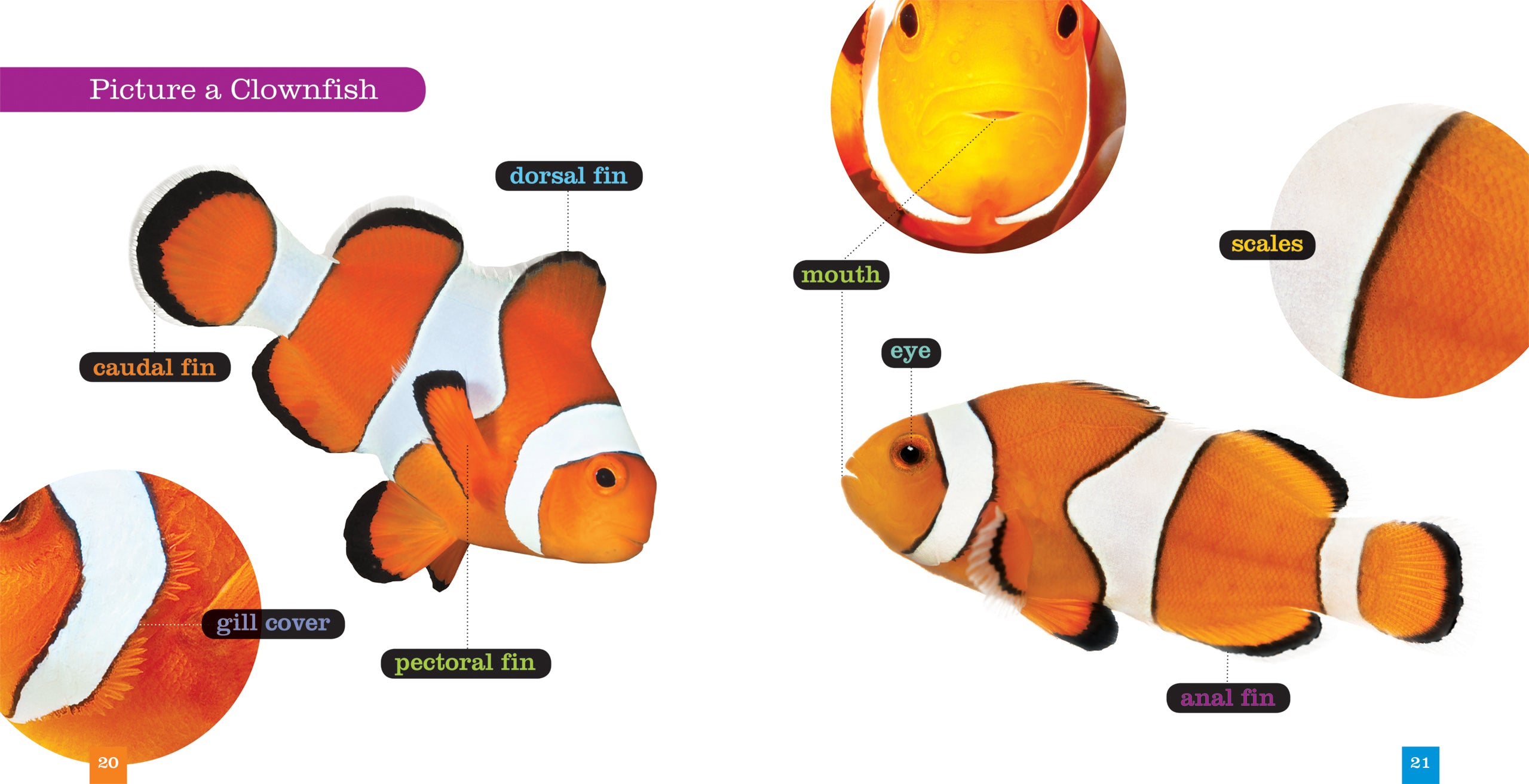 Clownfish Book - ISBN 9781608187775 - Perfect for Marine Life Enthusiasts & Classroom Learning