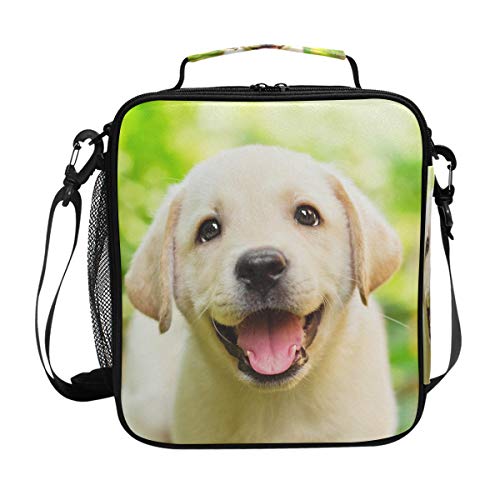 Labrador Puppy