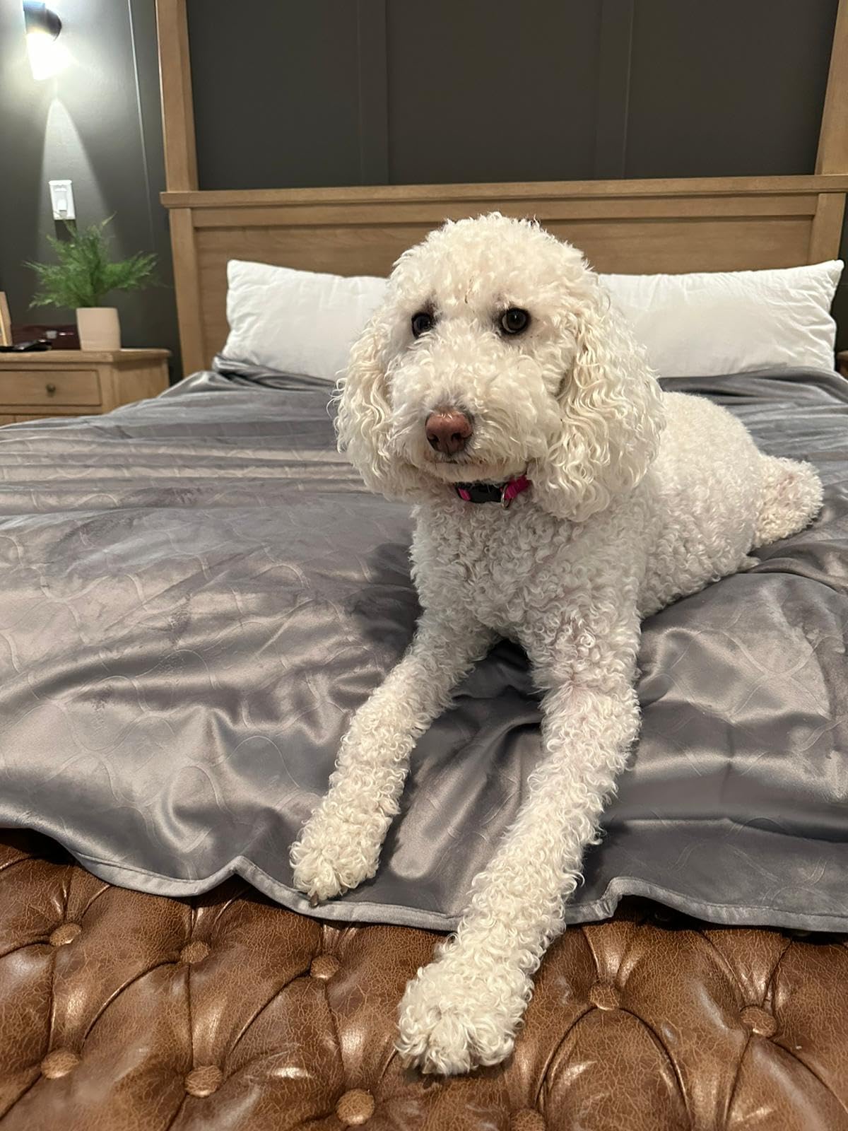 LPMOERA Reversible Waterproof Couch Cover for Dogs & Cats - Soft Plush Washable Furniture Protector Slipcover for Sofa, Bed, Couch (52x82 Inches, Beige) - Perfect for Pet Owners & Home Decor Protection