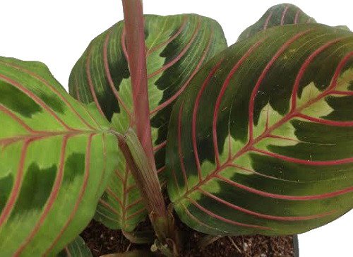 Red Prayer Plant (Maranta) - Easy to Grow 4