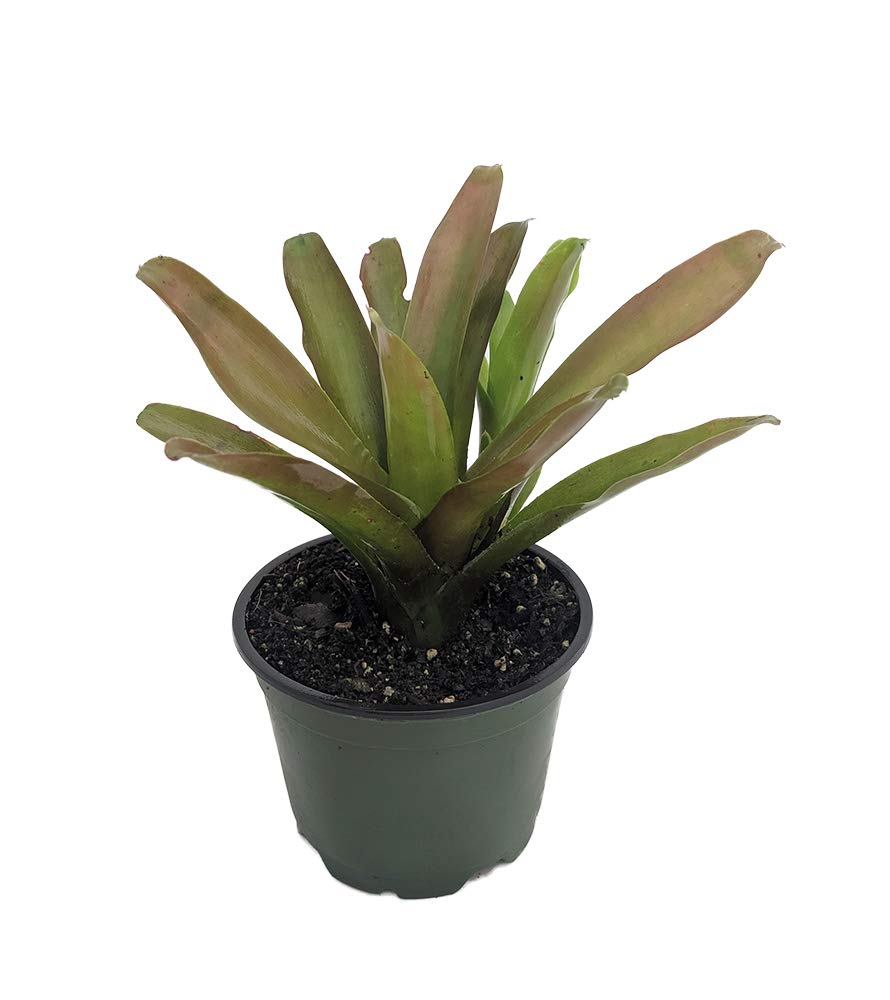Neoregelia Fireball Vase Plant - 4 Inch Bromeliad Houseplant for Home Decor, Office Desk & Indoor Gardening - Low Maintenance Air Purifying Plant
