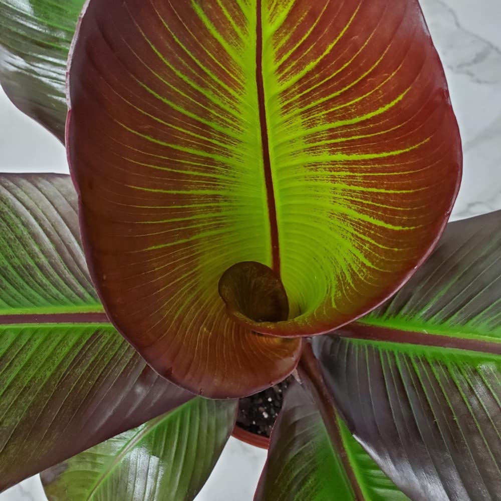 Ensete Maurellii Red Banana Tree Plant - 34