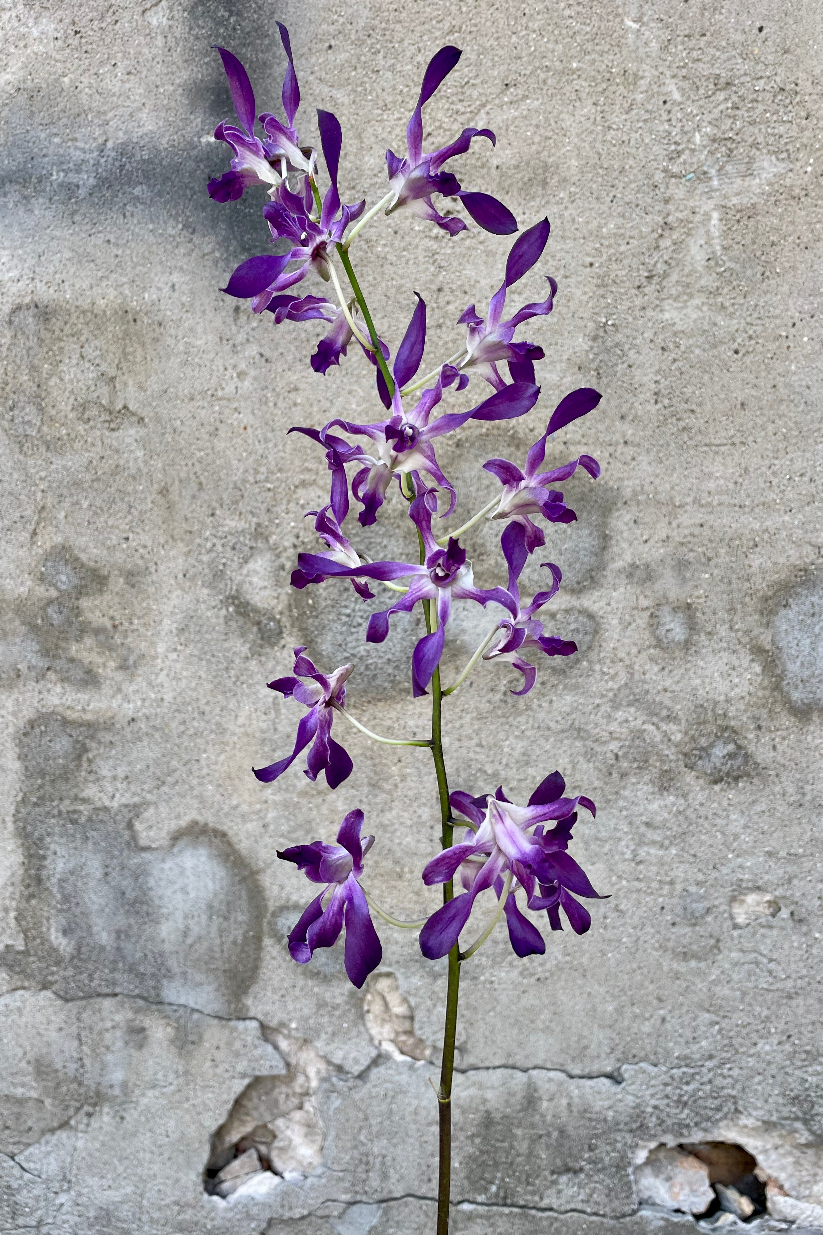 Premium Dendrobium Orchid Plants - Medium Size for Home & Office Decor | Perfect for Gifts, Weddings & Indoor Gardening